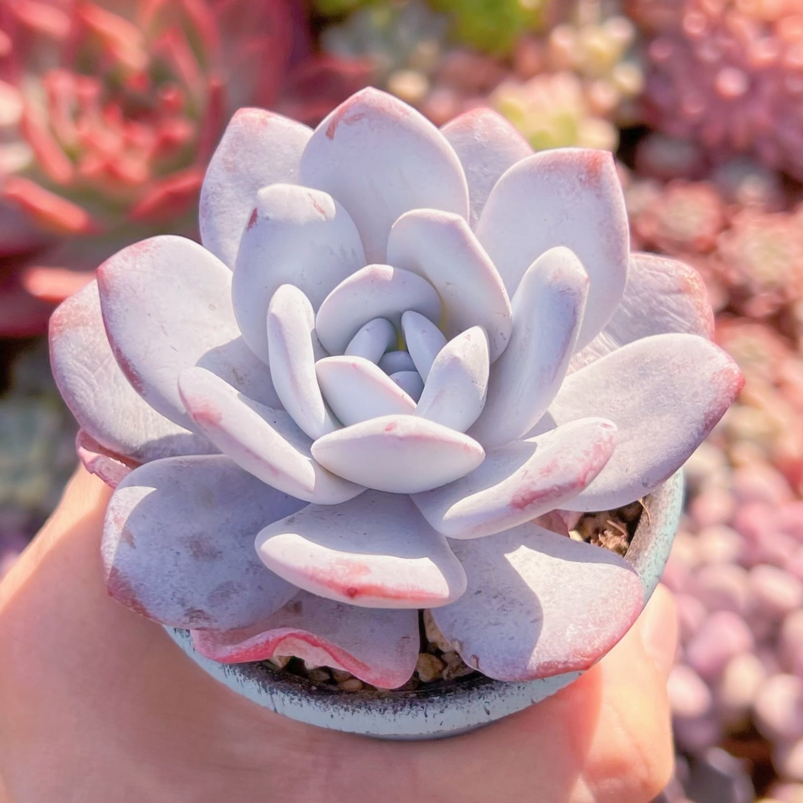 多肉植物　ピンクラウイ(1頭)　新入荷　るる農園