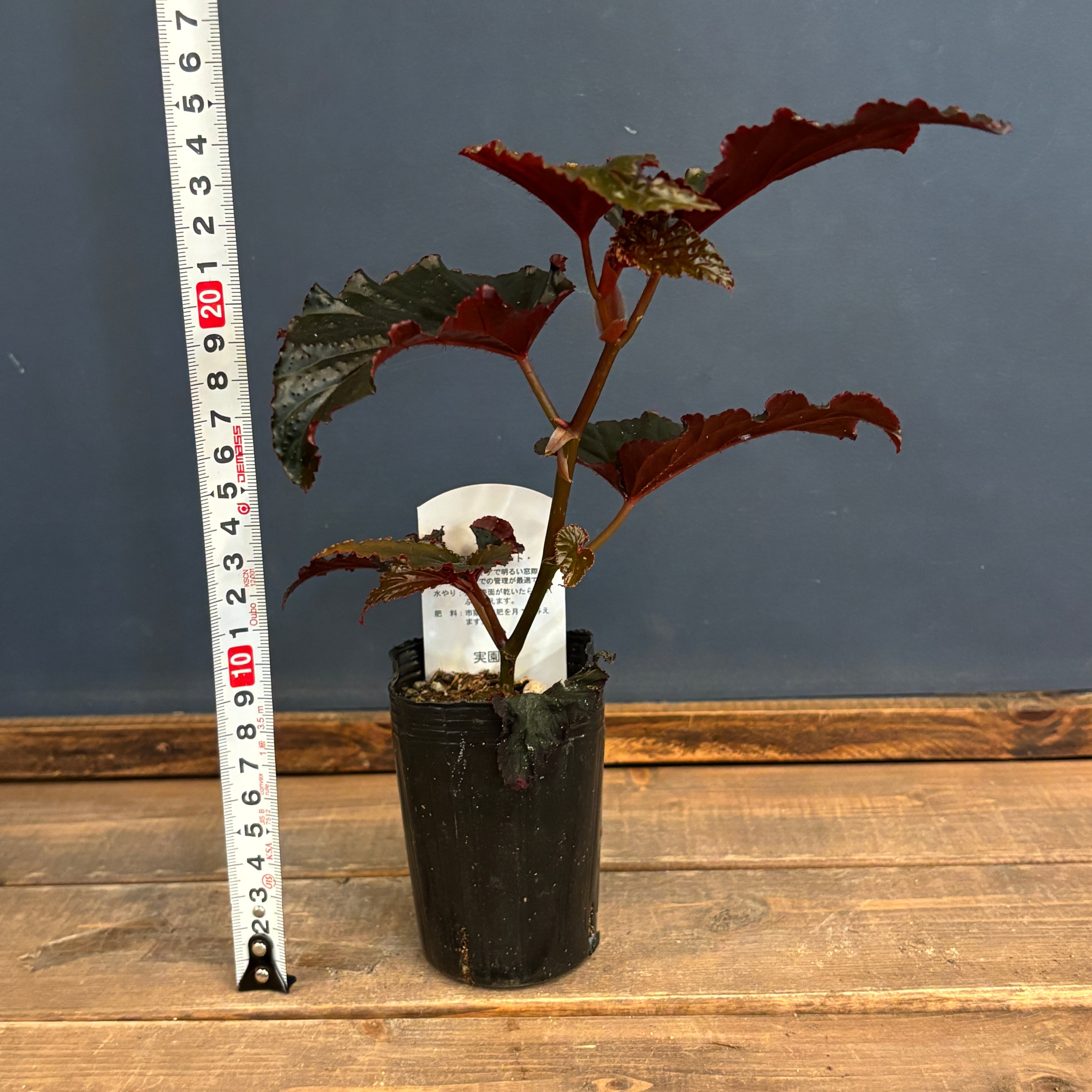 ベゴニア ブラックドラゴン【947】 | PROTOLEAF プロトリーフ