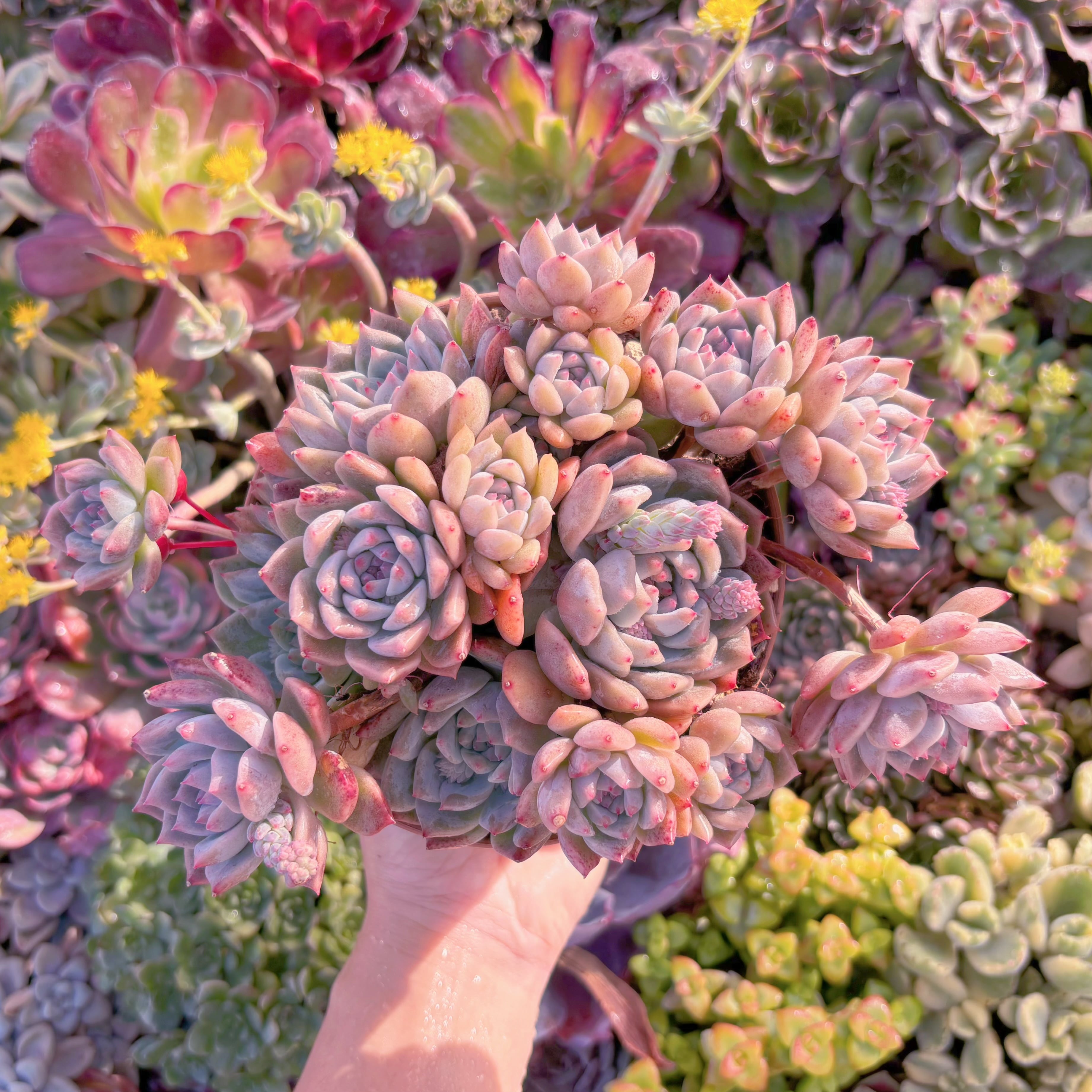 現品　桃霜#829　新入荷　るる農園