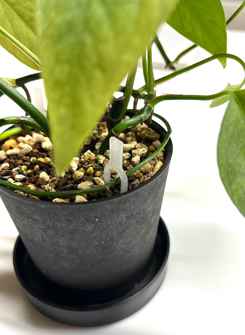 ホヤ ウンデュラータ ホヤ (918) Hoya undulata ホヤ ウンデュラータ