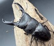 【WD】《ミンダナオヒラタ マラグサン産 83mm ペア》