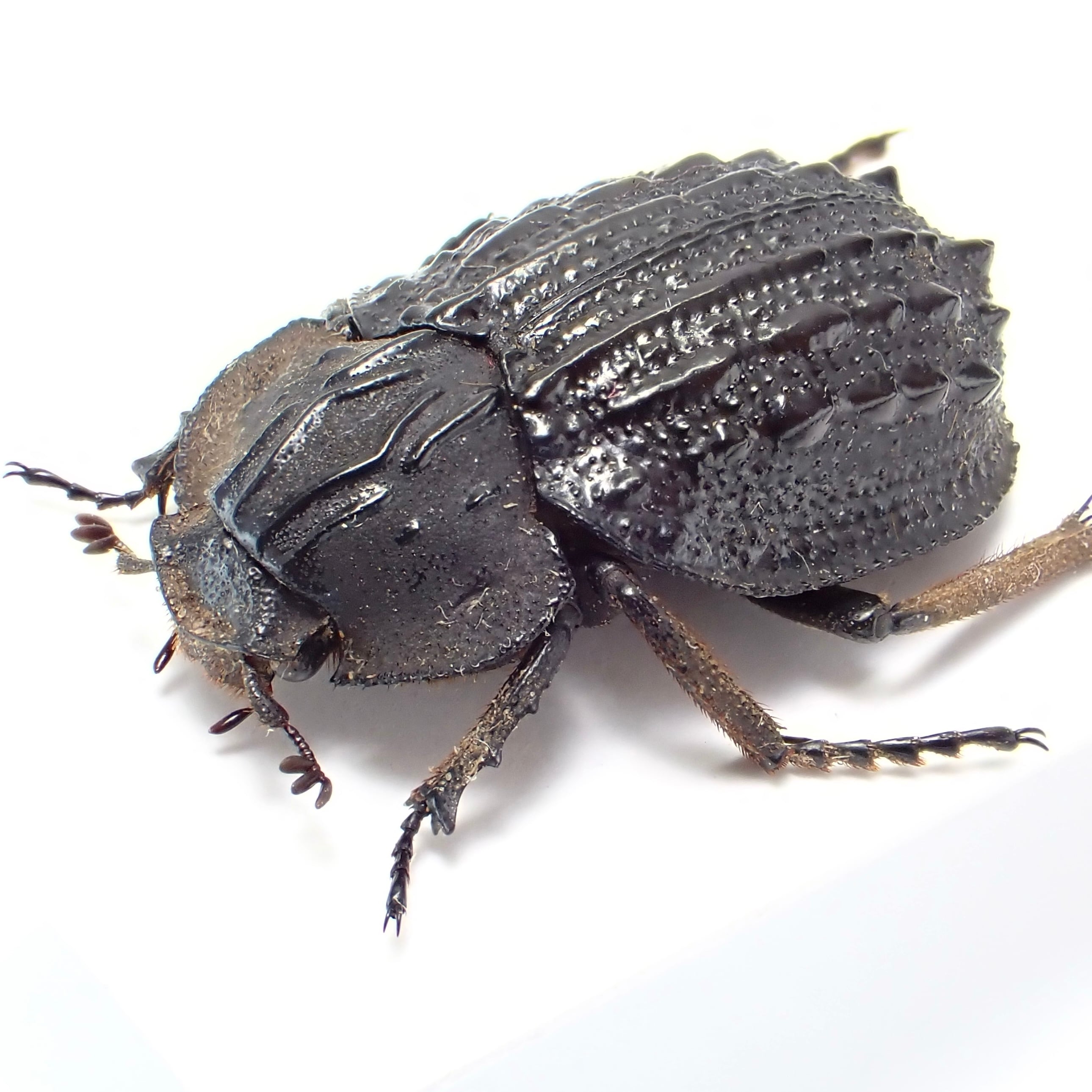 その他のフンチュウ | 昆虫標本 Diggers & Rollers