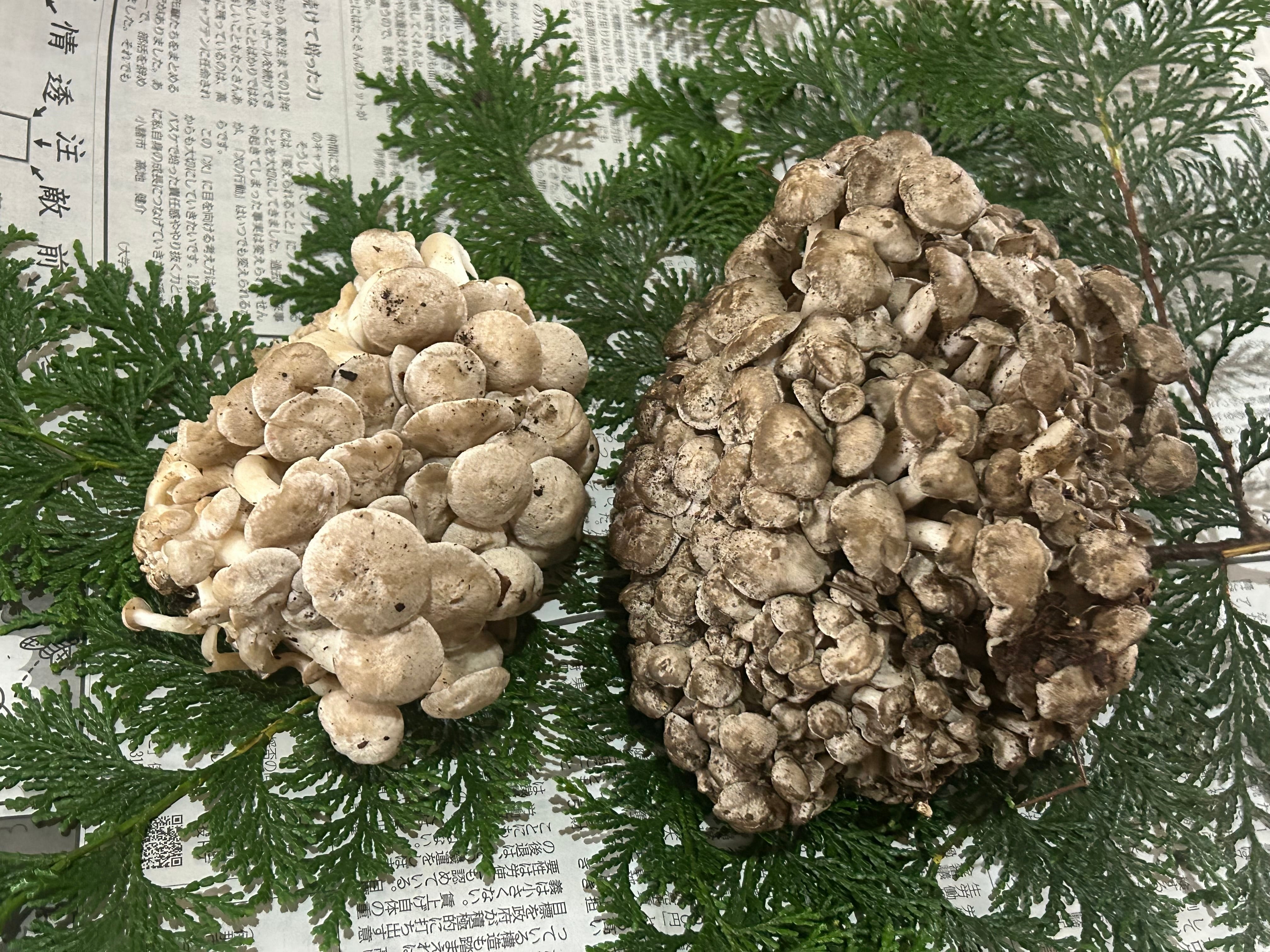 ☆チチタケ☆500グラム☆予約販売☆7月末頃から8月末頃の発送予定です