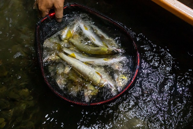 四万十川 朝獲れ 天然火振り鮎 2kg