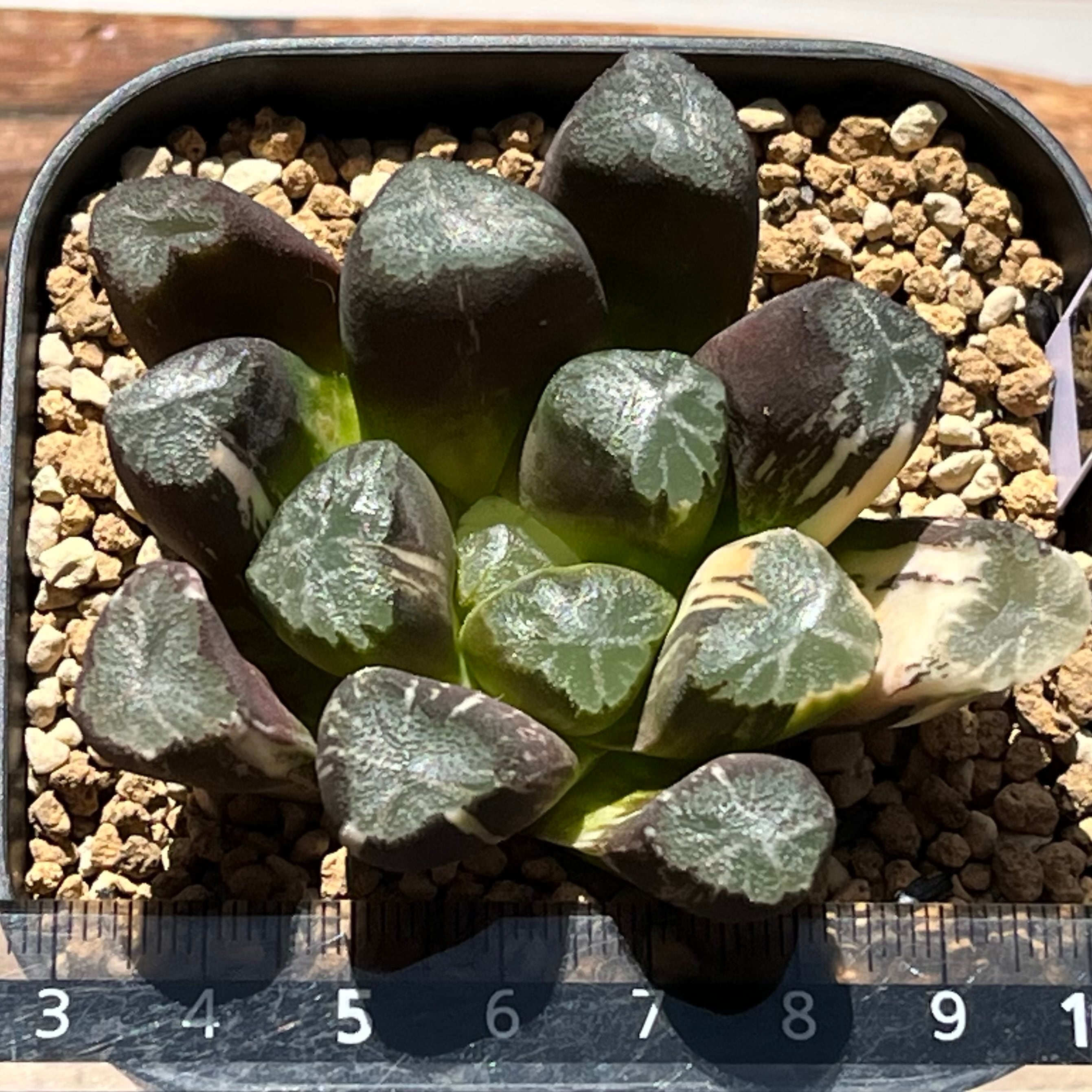 ハオルチア 万象錦 紫晃の光 | mocono_plants