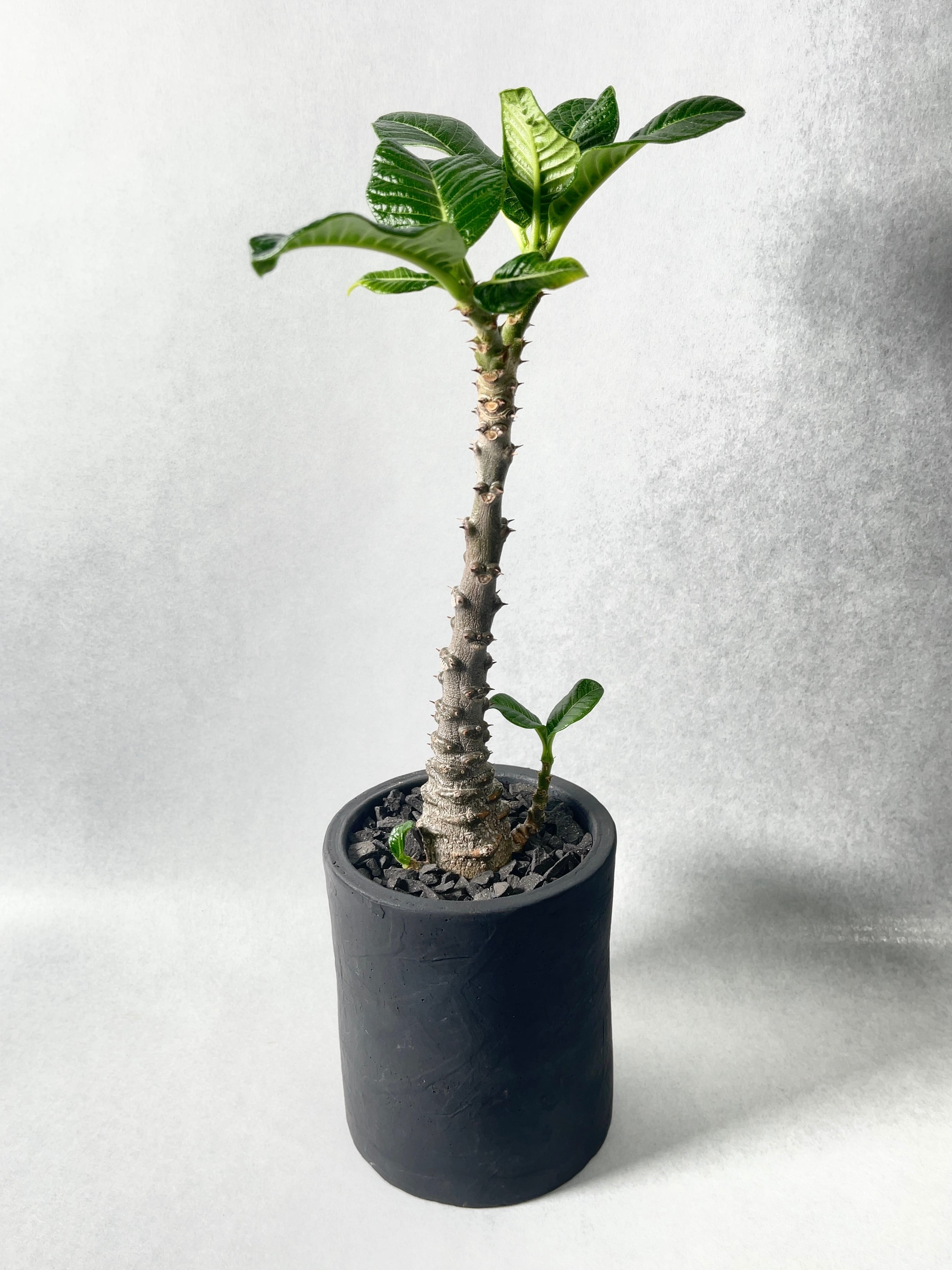 パキポディウム・ウィンゾリー | trigger