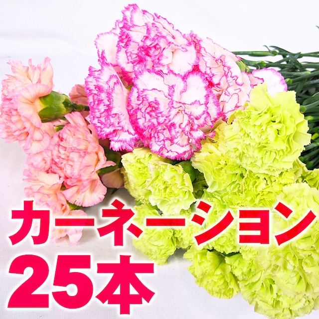 【5/13～母の日以降のお届けとなります】カーネーション 25本【可憐で華やか＆ボリューム感】★フラワーロス支援