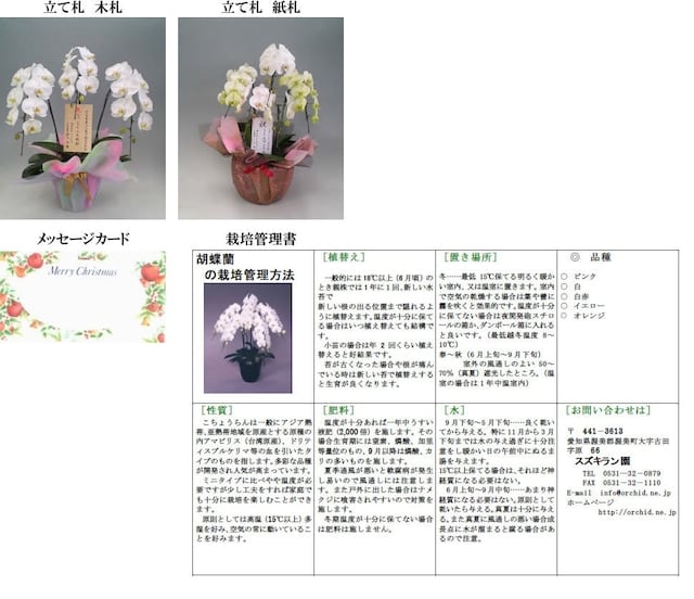 12月限定 最高級シンビジューム マリーローランサン 3本立ち