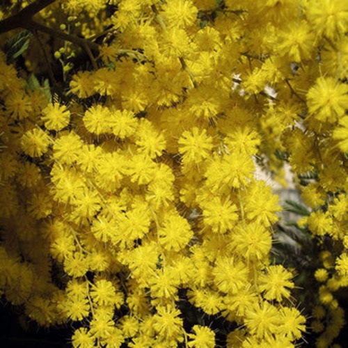 ミモザ20％Ａｂｓ 精油