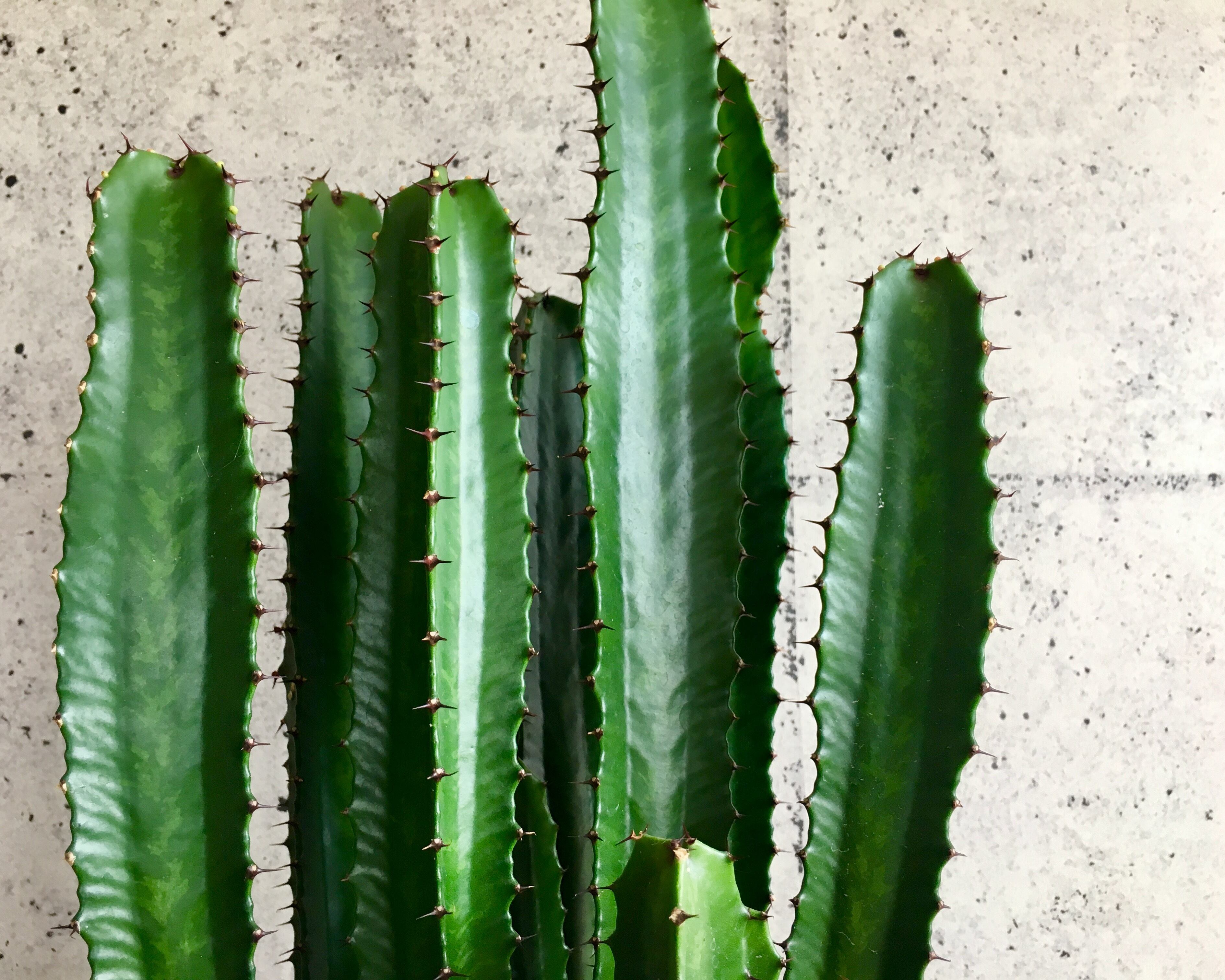 ユーフォルビア 大雲閣 Planet Plants プラネットプランツ