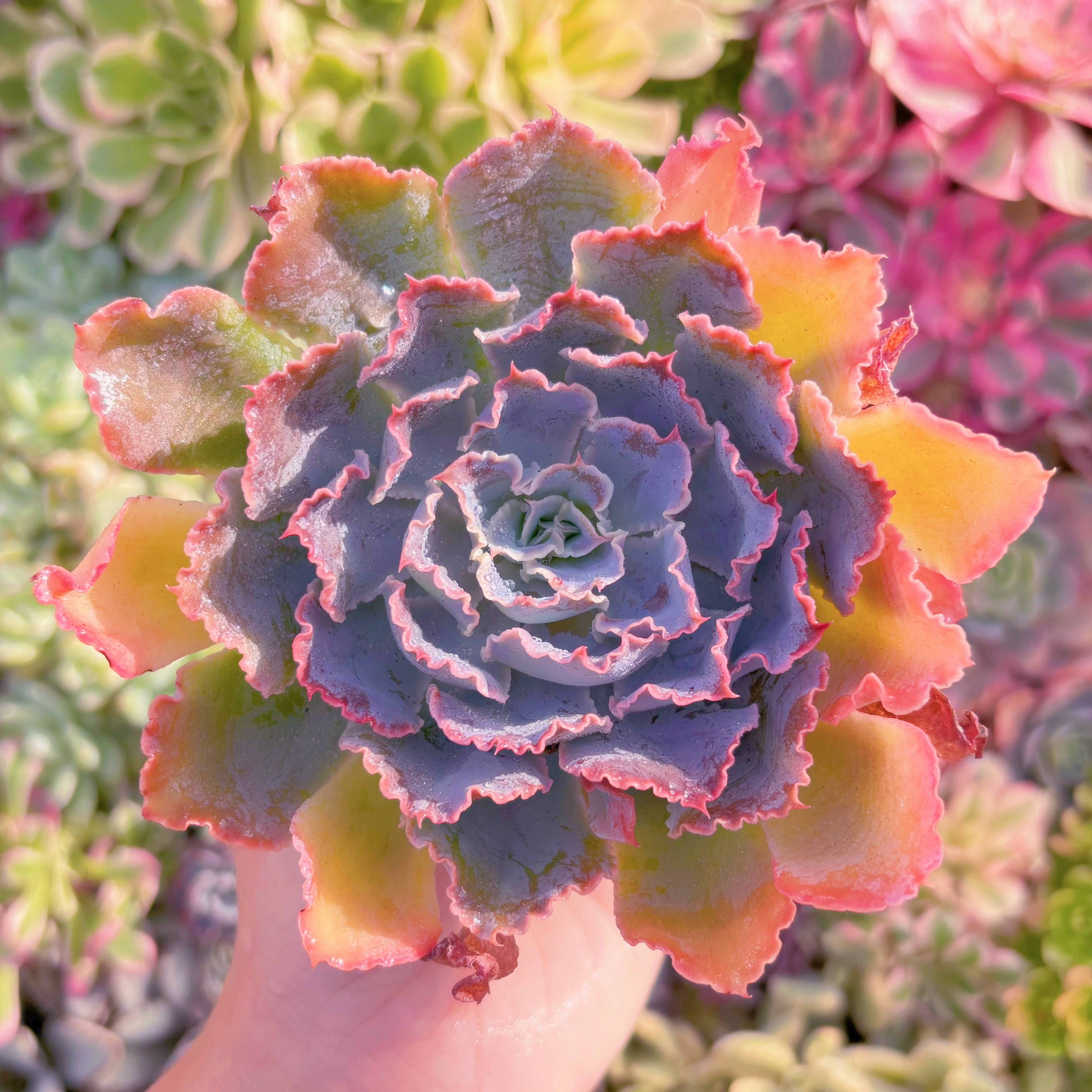 多肉植物　シャビアナ　新入荷　るる農園