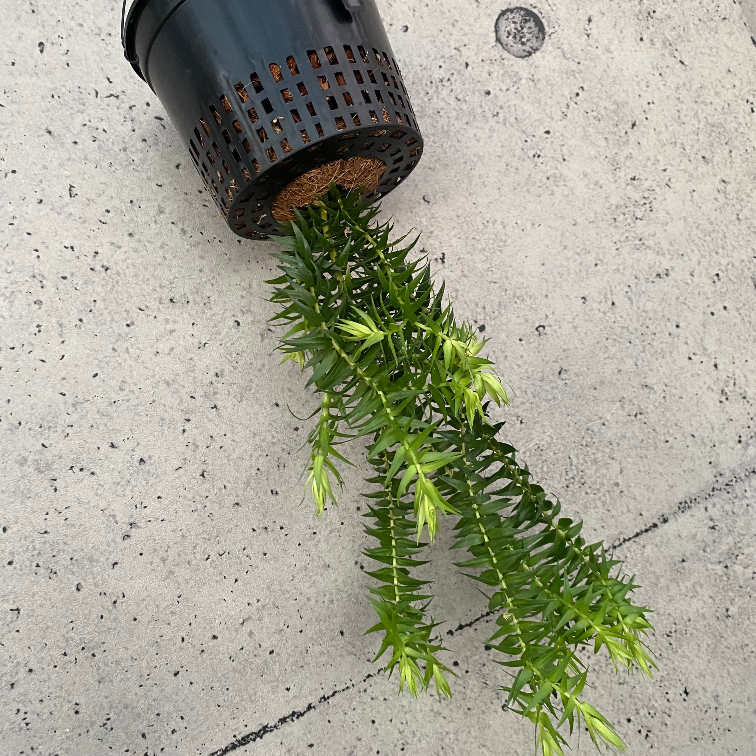 Planet Plants プラネットプランツ