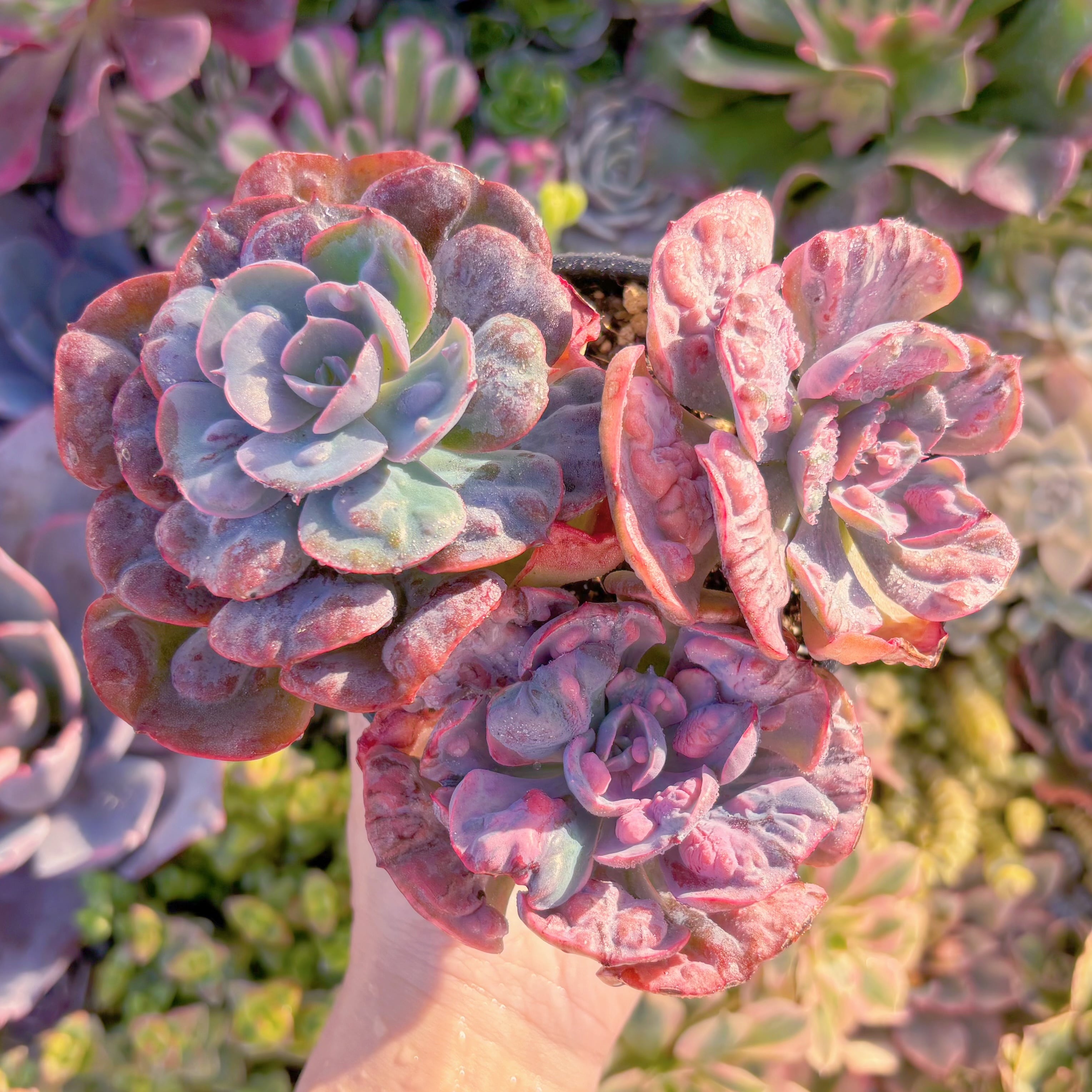 現品　ビヨンセ錦#M292　希少大群生　新入荷　るる農園