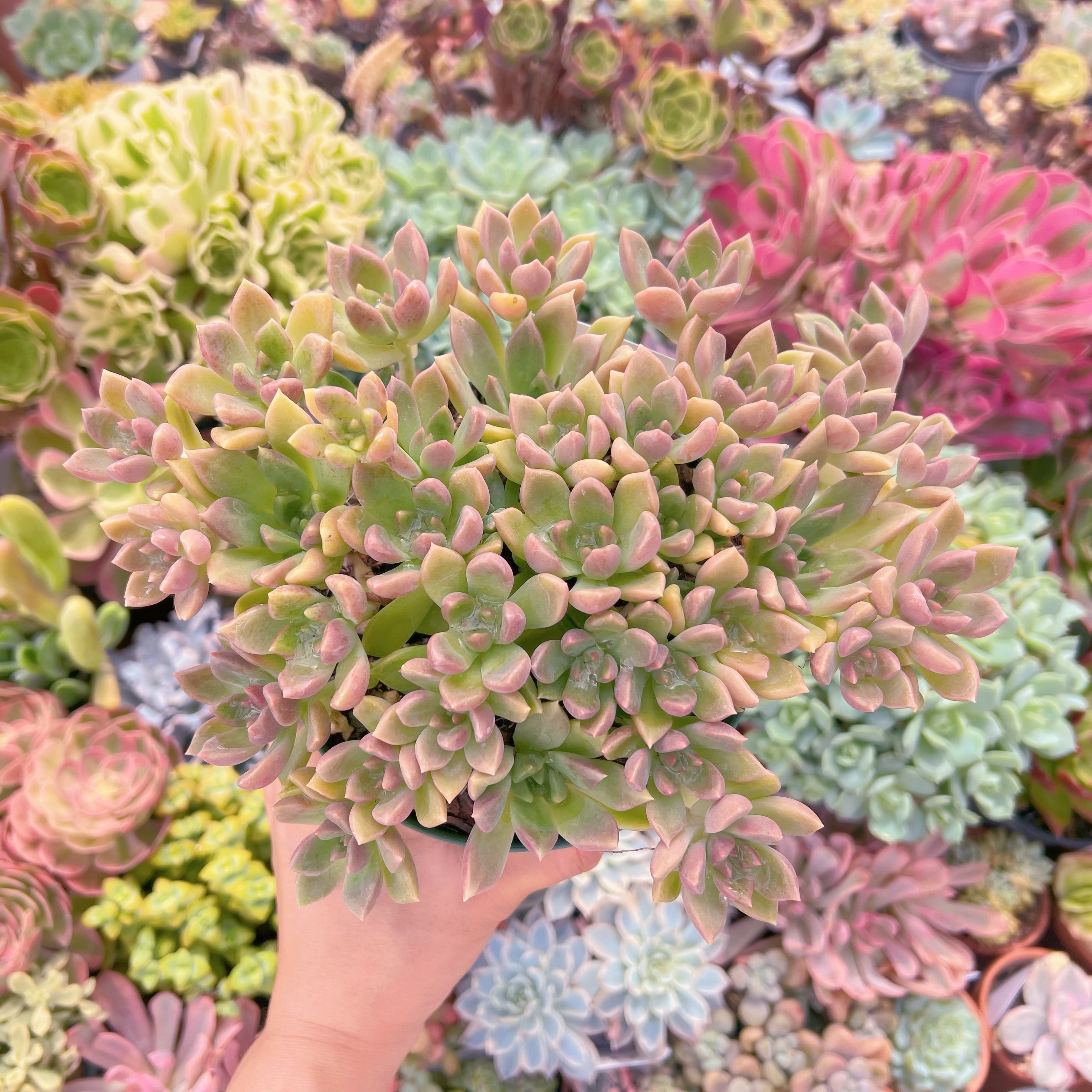 多肉植物　アルジェ　特大群生　るる農園