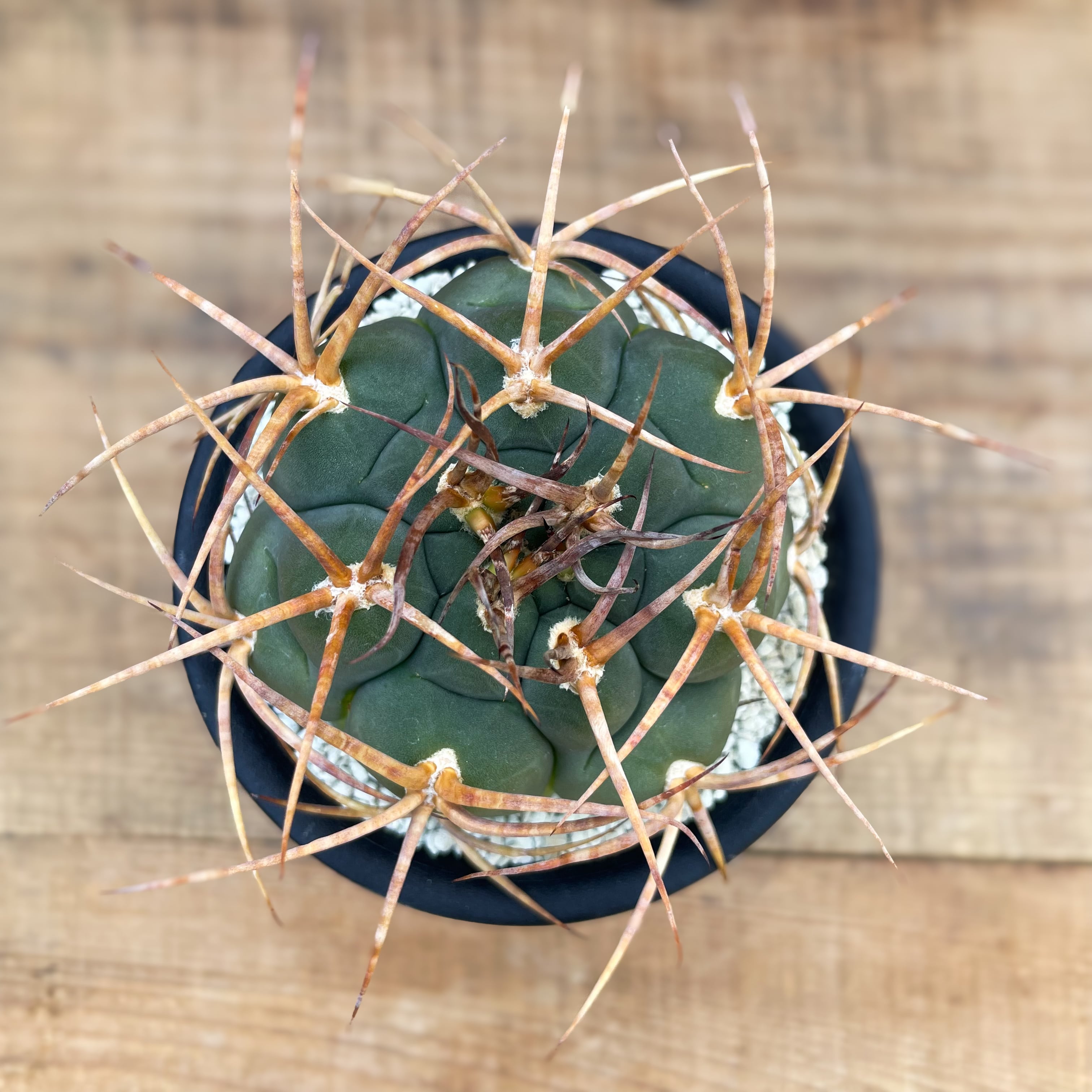 Gymnocalycium cardenasianum【ギムノカリキウム・強棘光琳玉・接木 