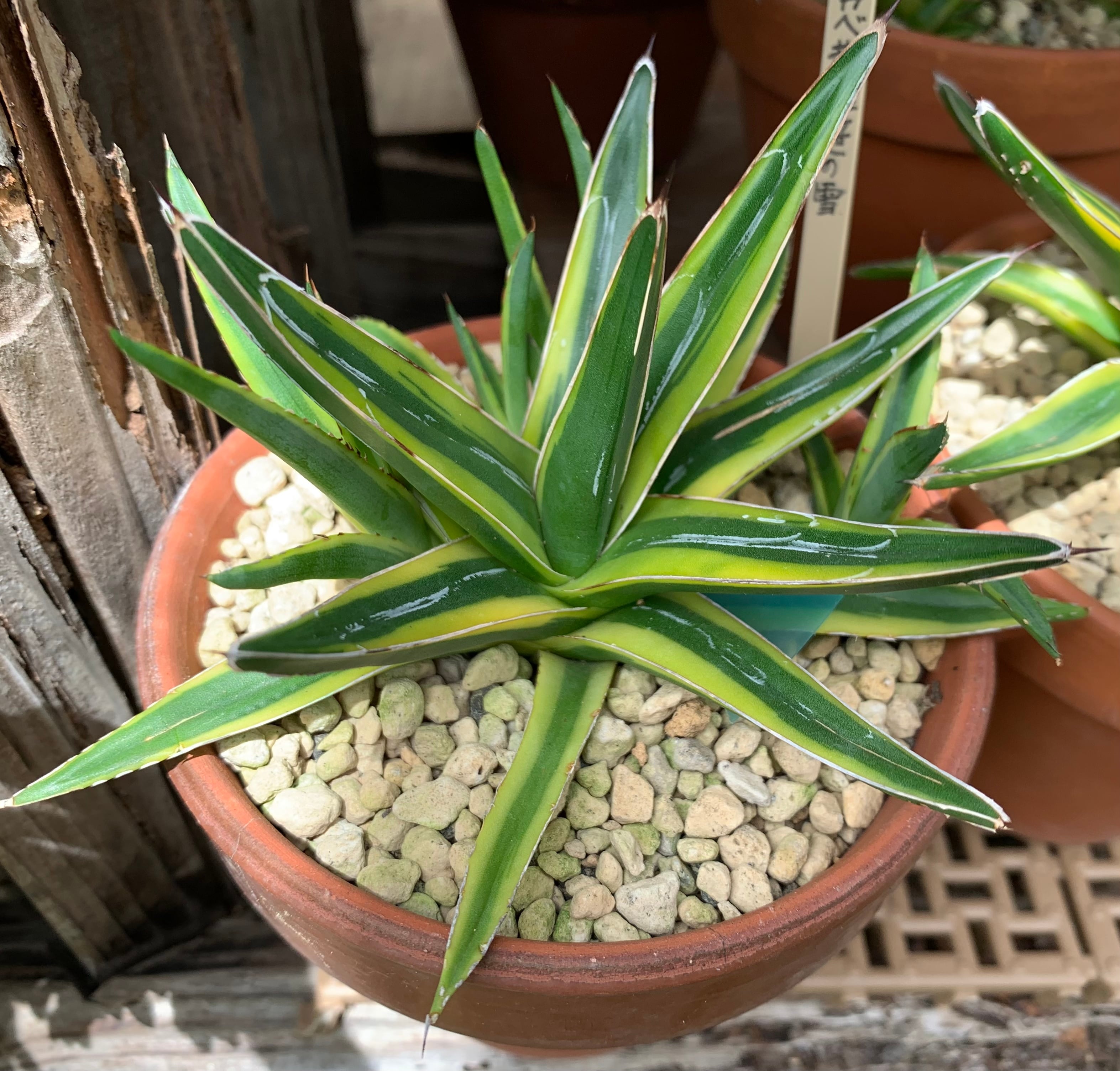 多肉植物　アガベ 黄覆輪笹の雪 A（Agave victoriae-reginae variegata） | 京都 おむろ  YUUKIESGARDEN(ゆうきいずがあでん) powered by BASE