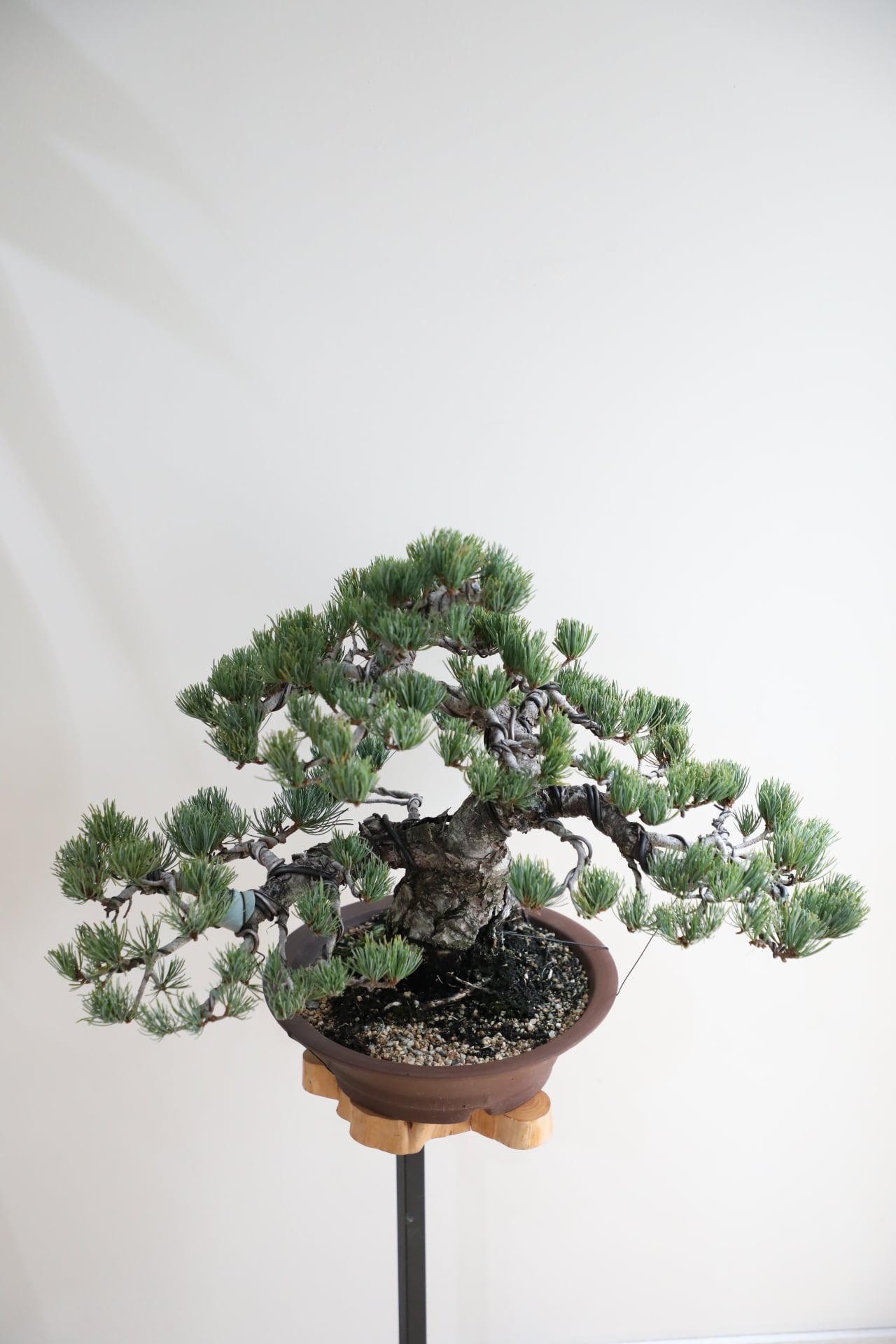 M】五葉松 盆栽 ※推定樹齢45年/Japanese white pine bonsai | 【厳選
