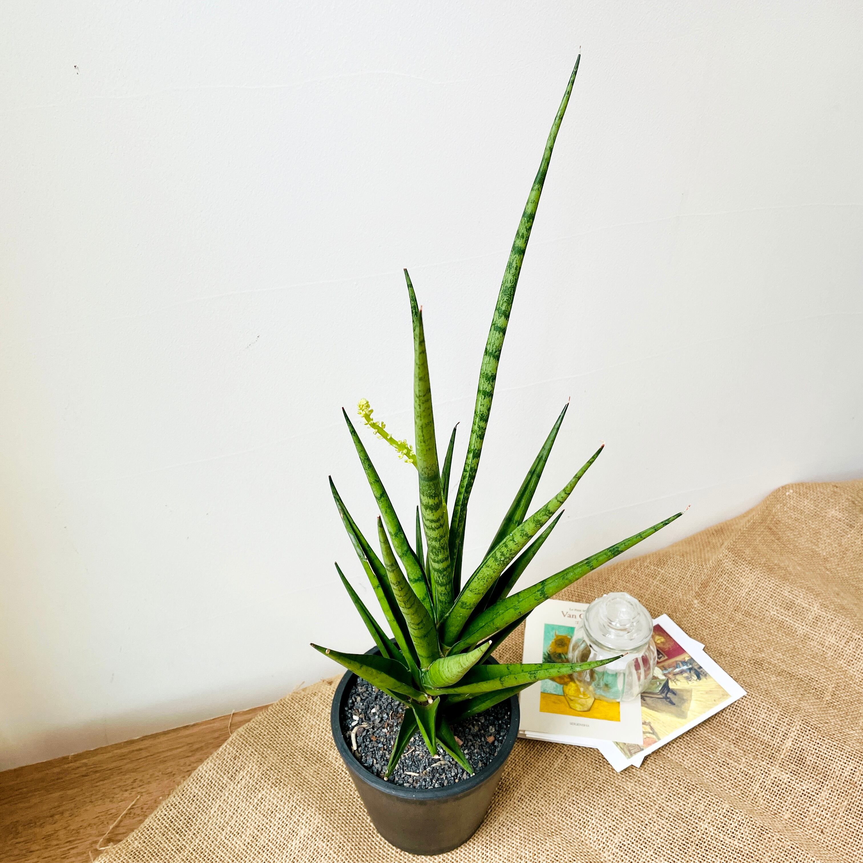 多肉植物 サンスベリア フランシシー 一点もの 現品発送 Borle Plants ボーレ プランツ