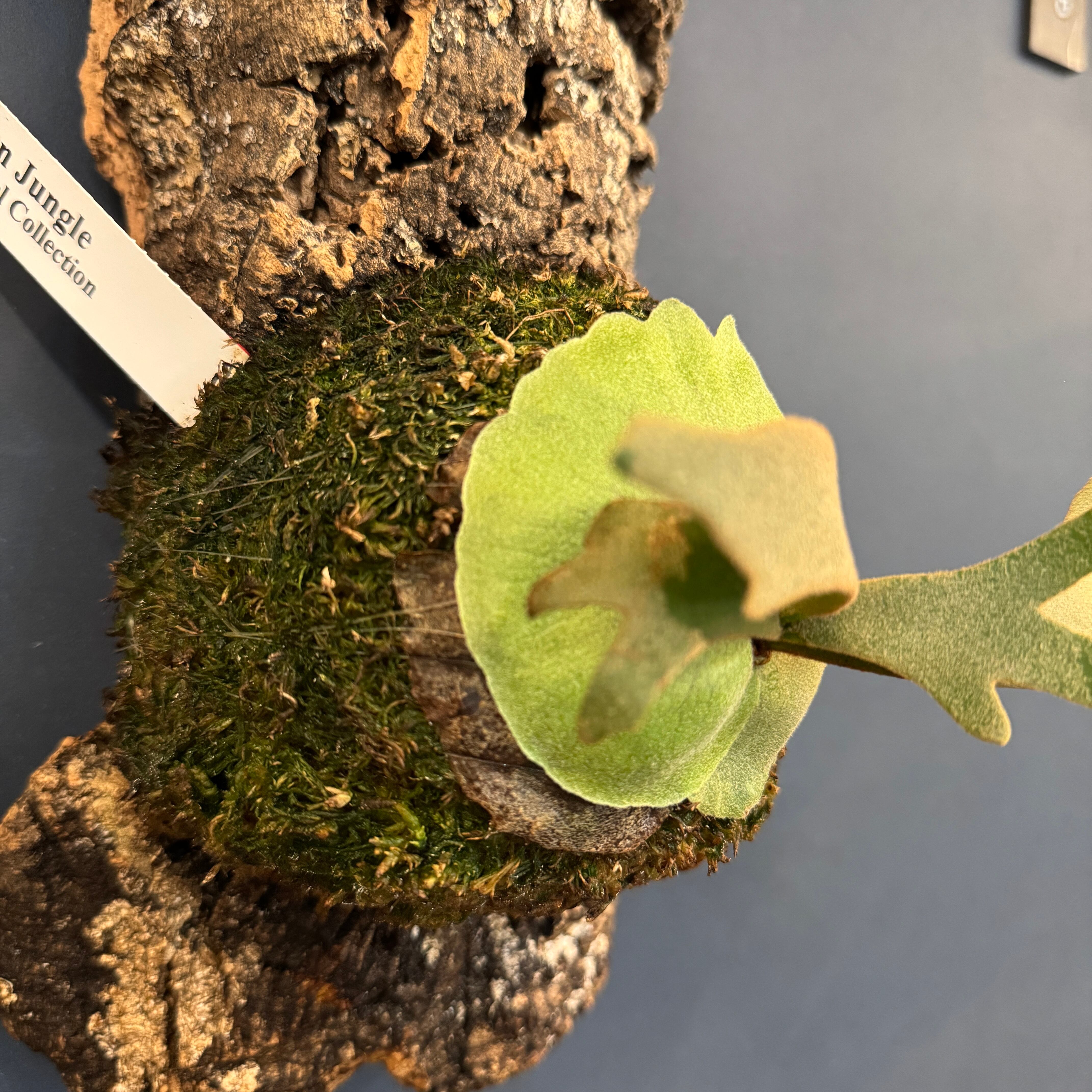 ビカクシダ ジェイドガール P. willinckii 'Jade Girl' spore 板付け