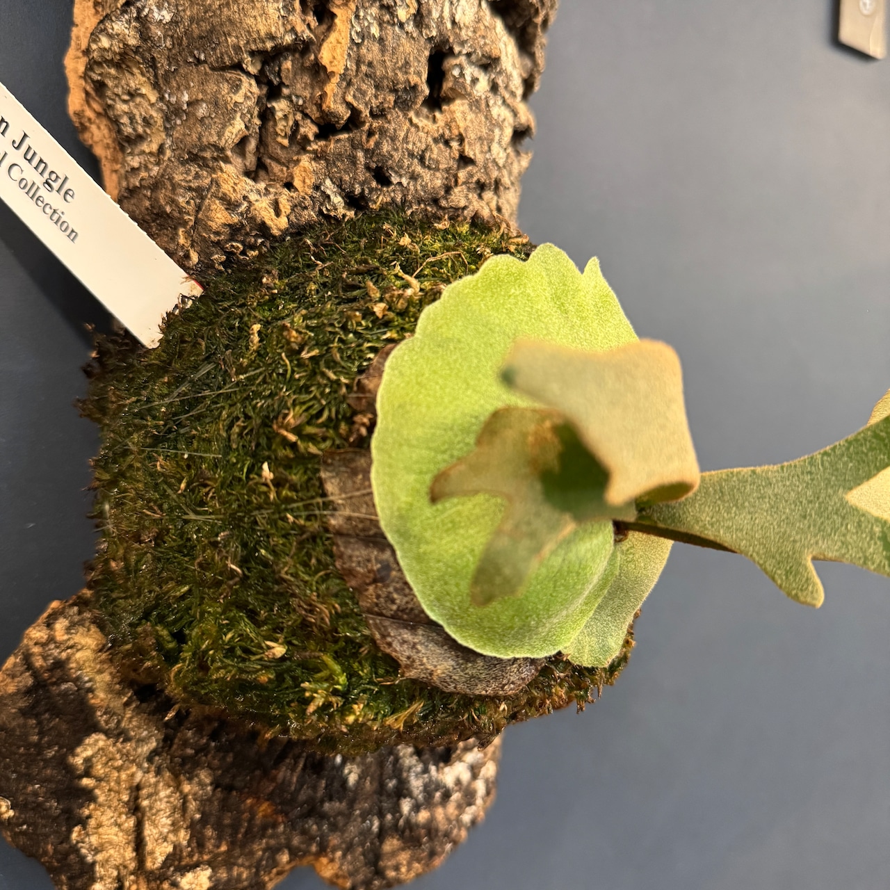 ビカクシダ ジェイドガール P. willinckii 'Jade Girl' spore 板付け(コルク)【1080】