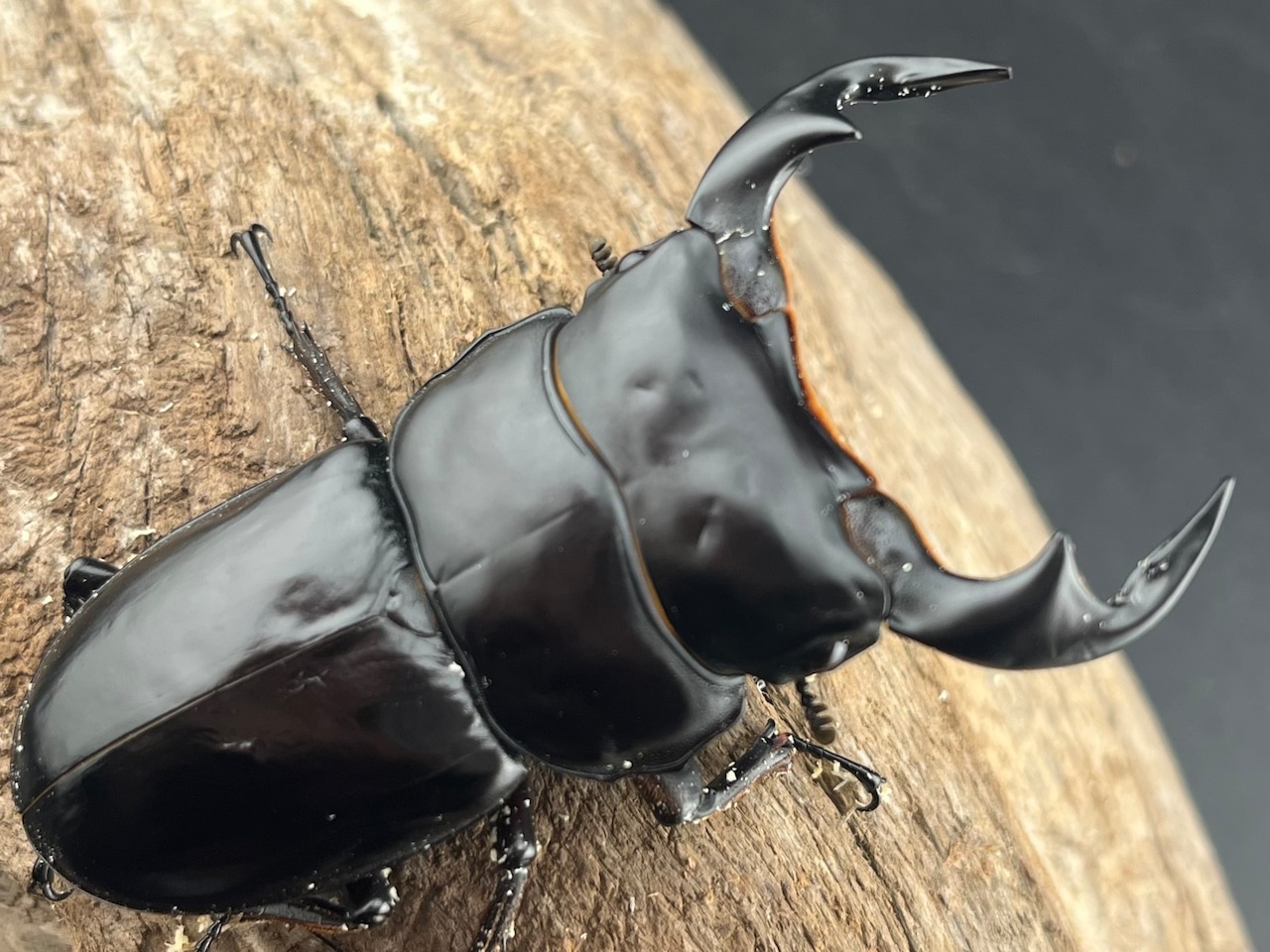 《アンタエウスオオクワガタ(ブータンアンテ) 73.4mm ペア》ブリーダー様委託個体