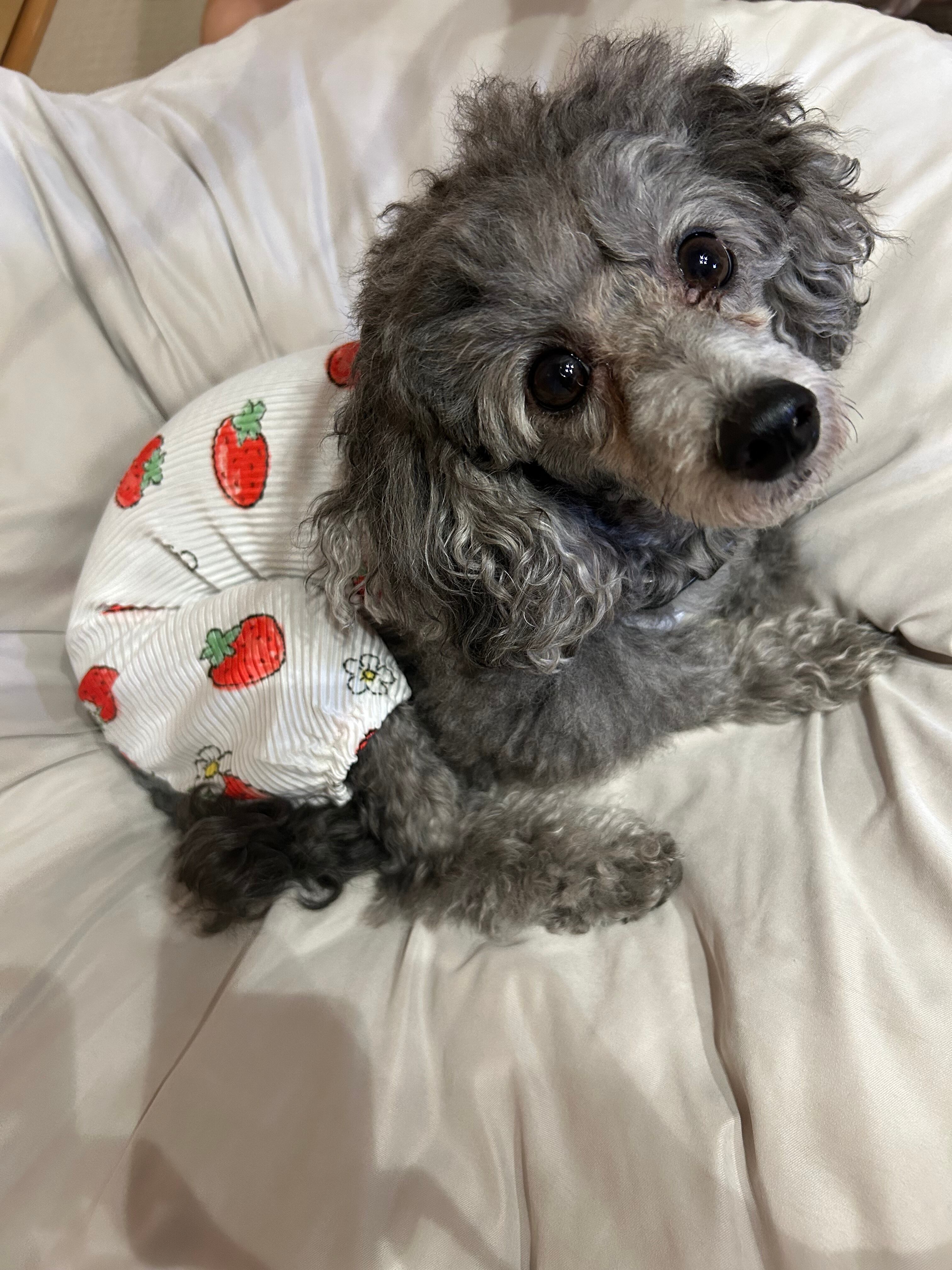 即納】苺のリブサロペット | C.N.R（CHANOORI）