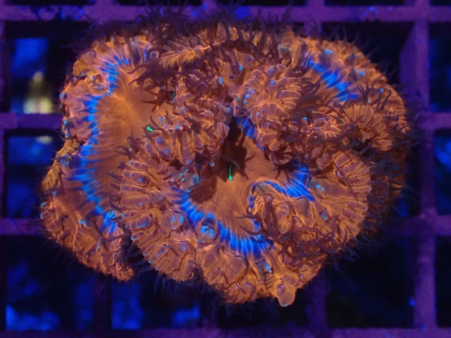 寒水ブリード Blastomussa BlueRing