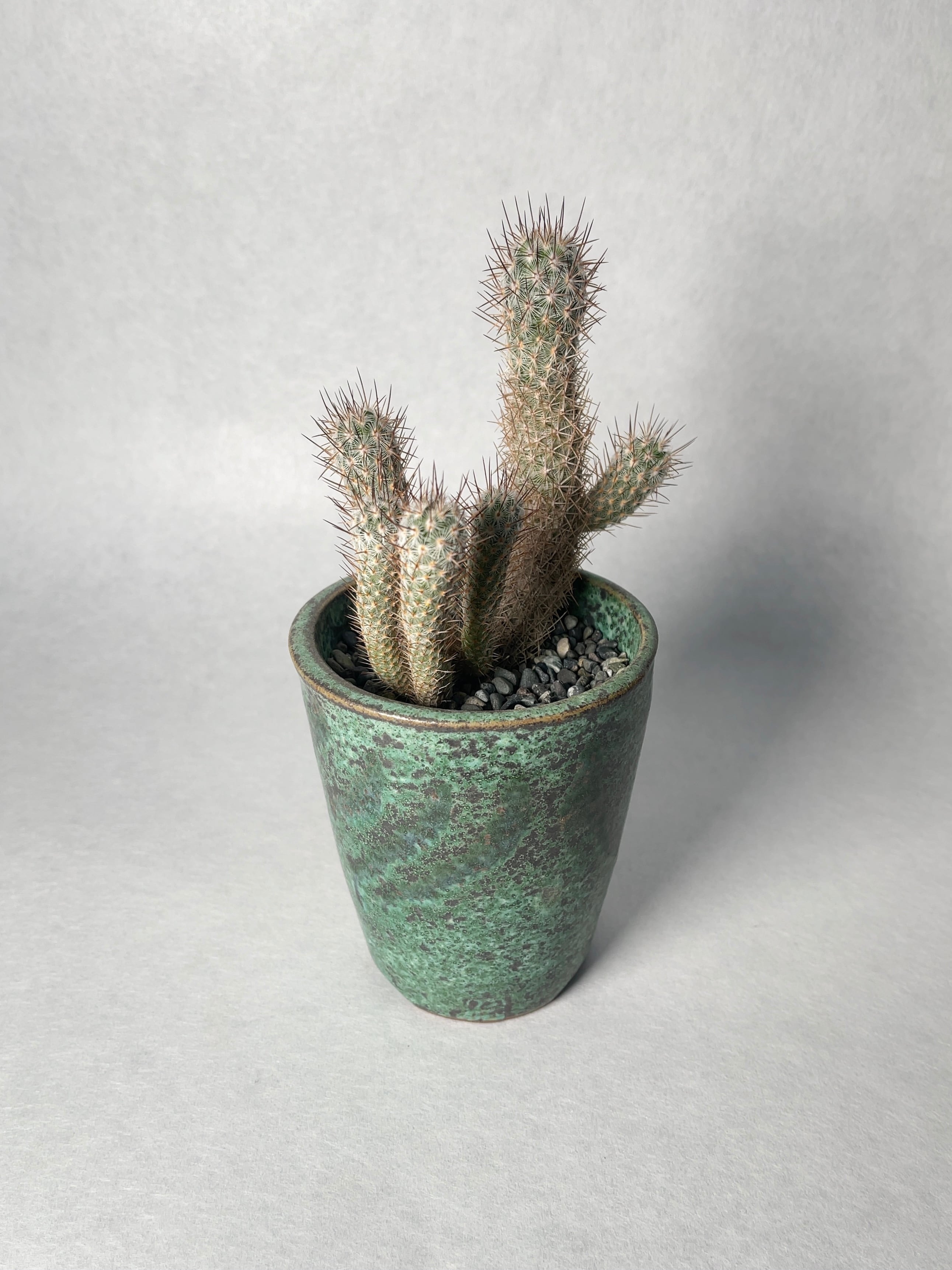 マミラリア・姫大和錦 | trigger