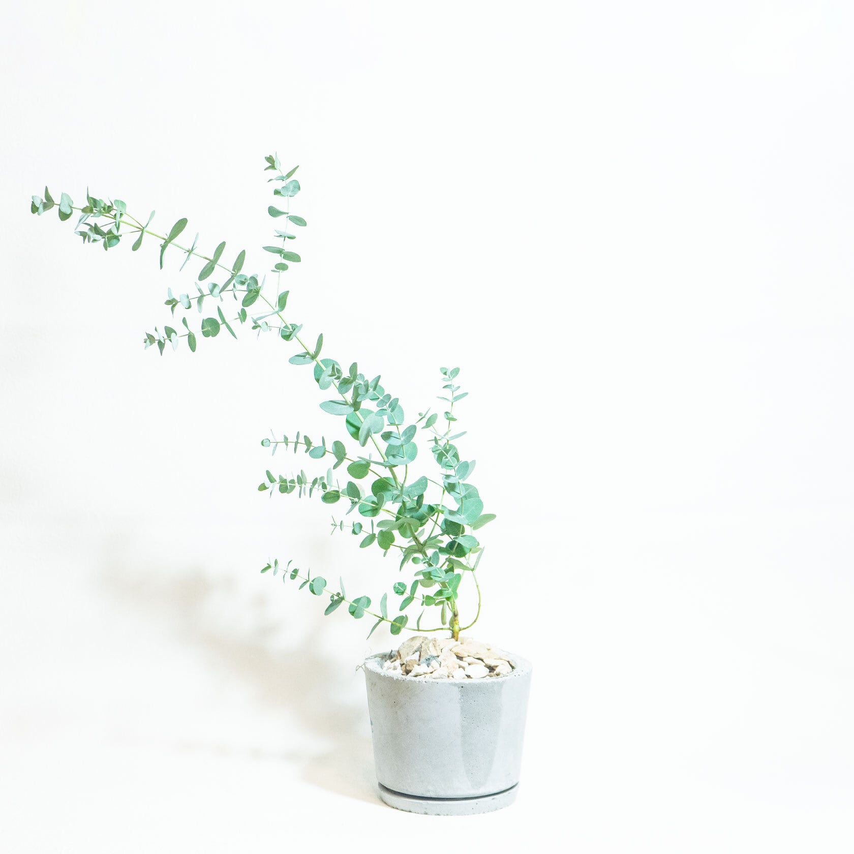 ＼送料無料／≪ 観葉植物 ≫お庭やベランダで育てるユーカリ・グニーの鉢植え｜ざらっとした風合いの手づくりモルタル鉢