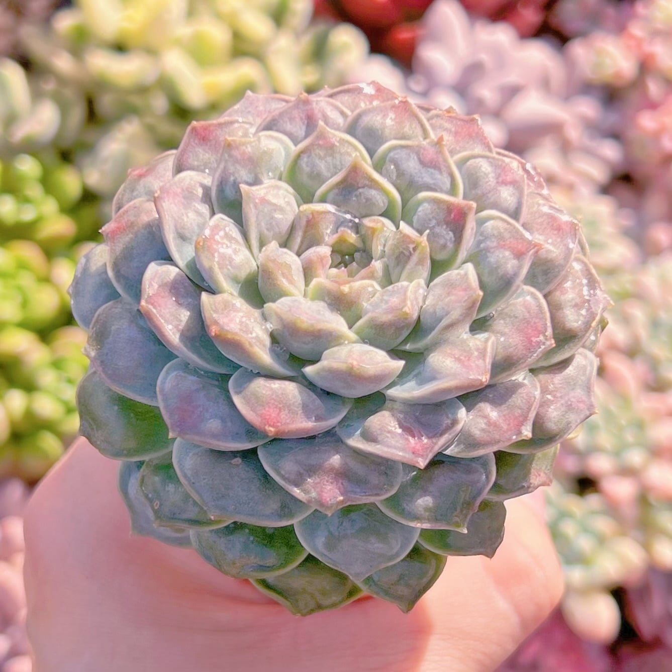 多肉植物 ハートチョイス(大) るる農園 | るる農園~多肉植物専門