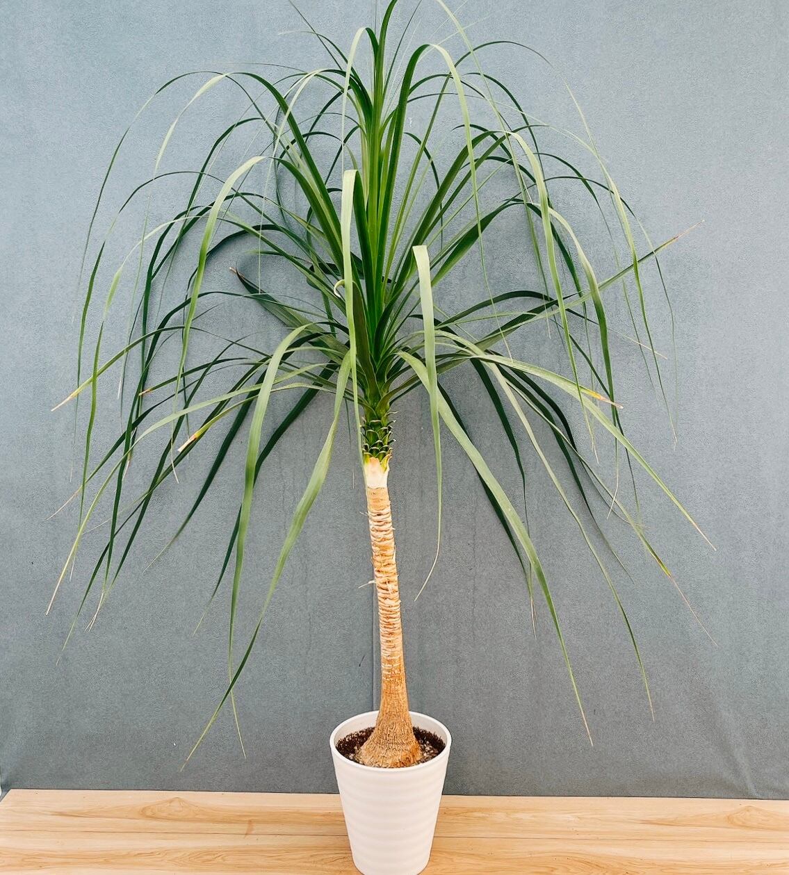 ［現品］7番　ドラセナ　コンシンネ　トリカラー　観葉植物　室内　8号　かっこいい 現品］7番 ドラセナ コンシンネ トリカラー 観葉植物 室内 8号