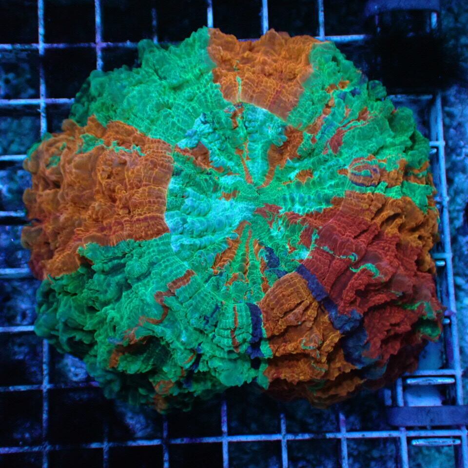 k370 ⑪AUSカクオオトゲキクメイシ Master (Acanthustrea) | HOUSE