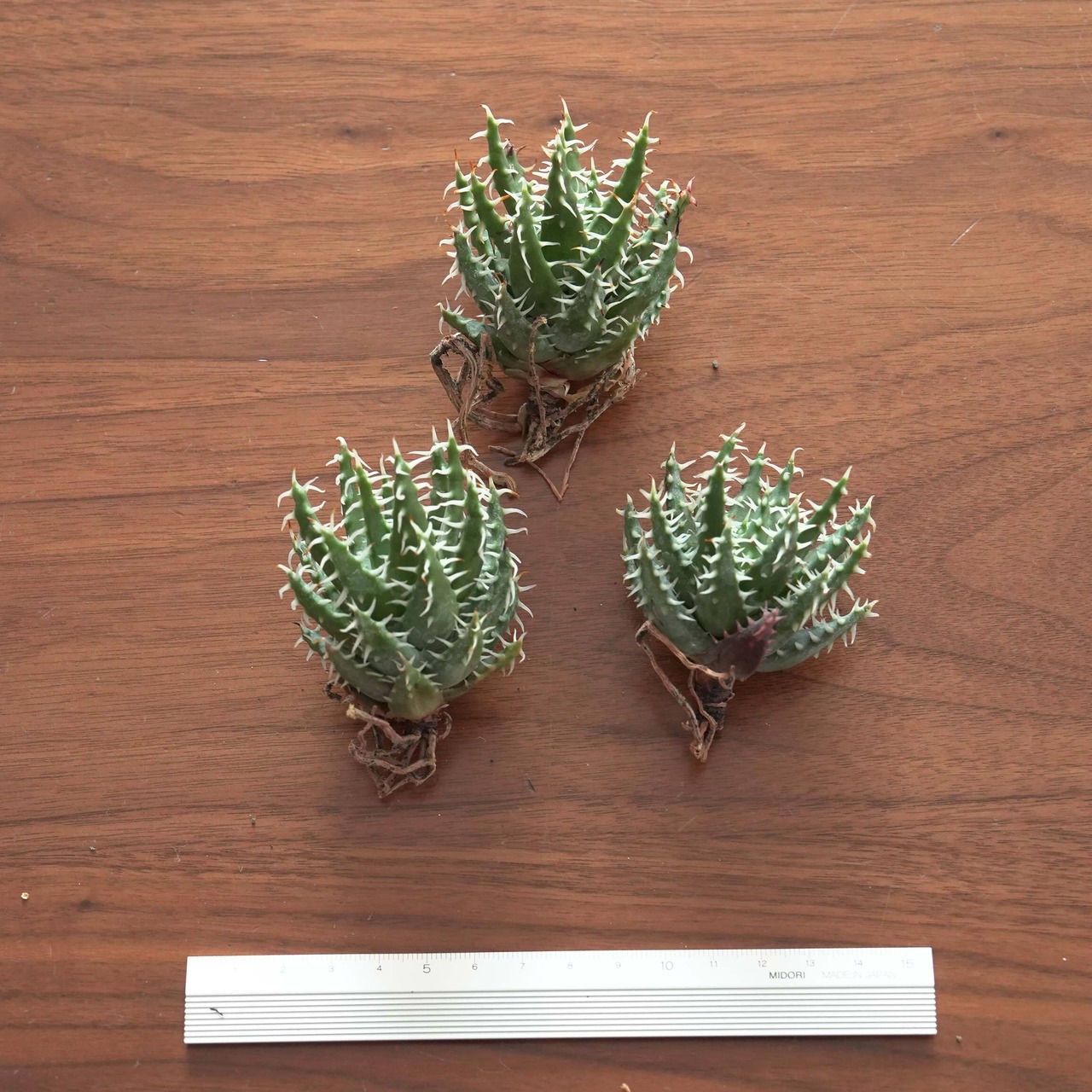 カット苗 エリナケア 日本最安値？！ Aloe erinacea