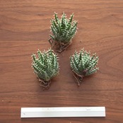 カット苗 エリナケア 日本最安値？！ Aloe erinacea