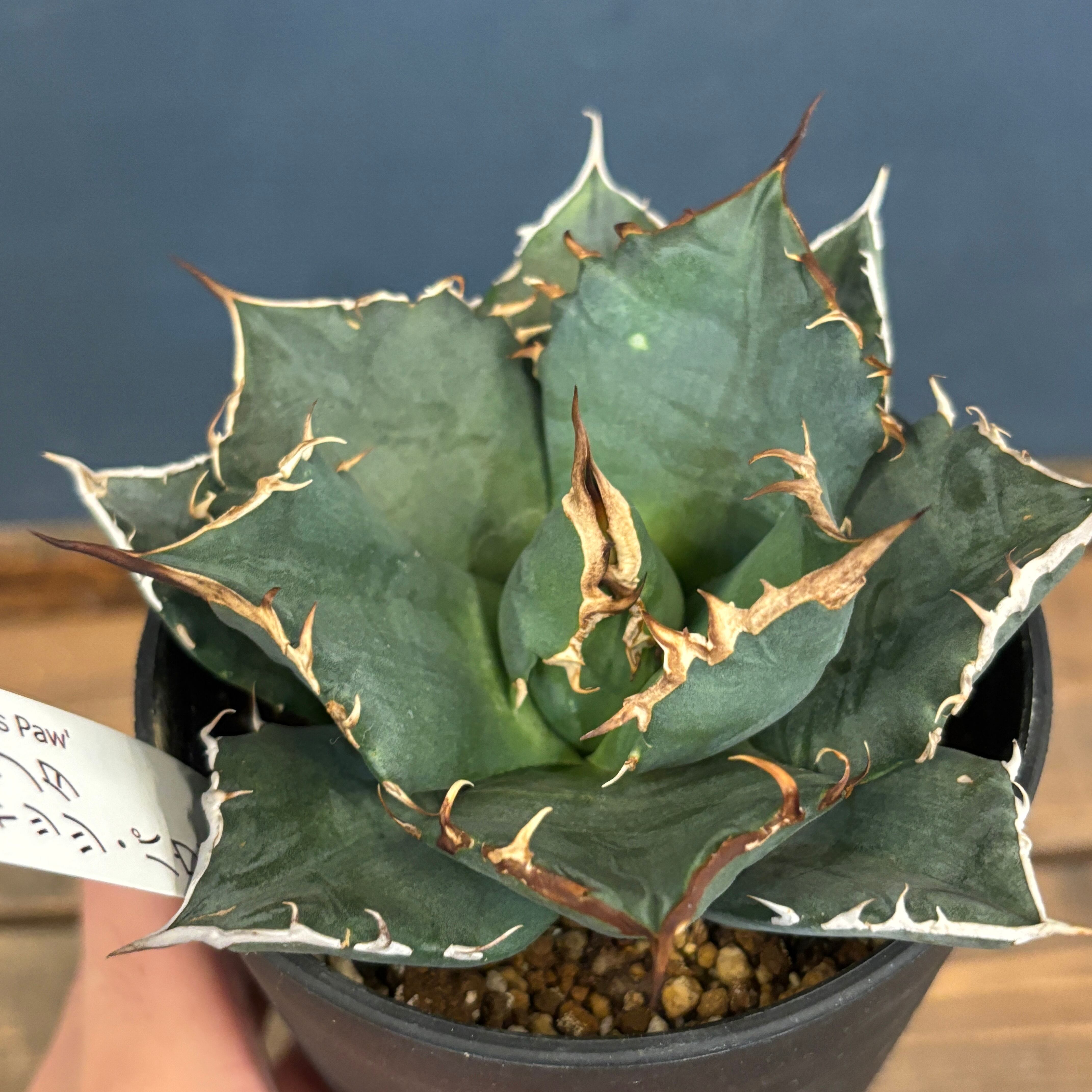 アガベ チタノタ 猫爪 キャッツパウ【859】 | PROTOLEAF プロトリーフ