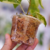 Pilea cadierei variegated /ピレア カディエレイ 斑入