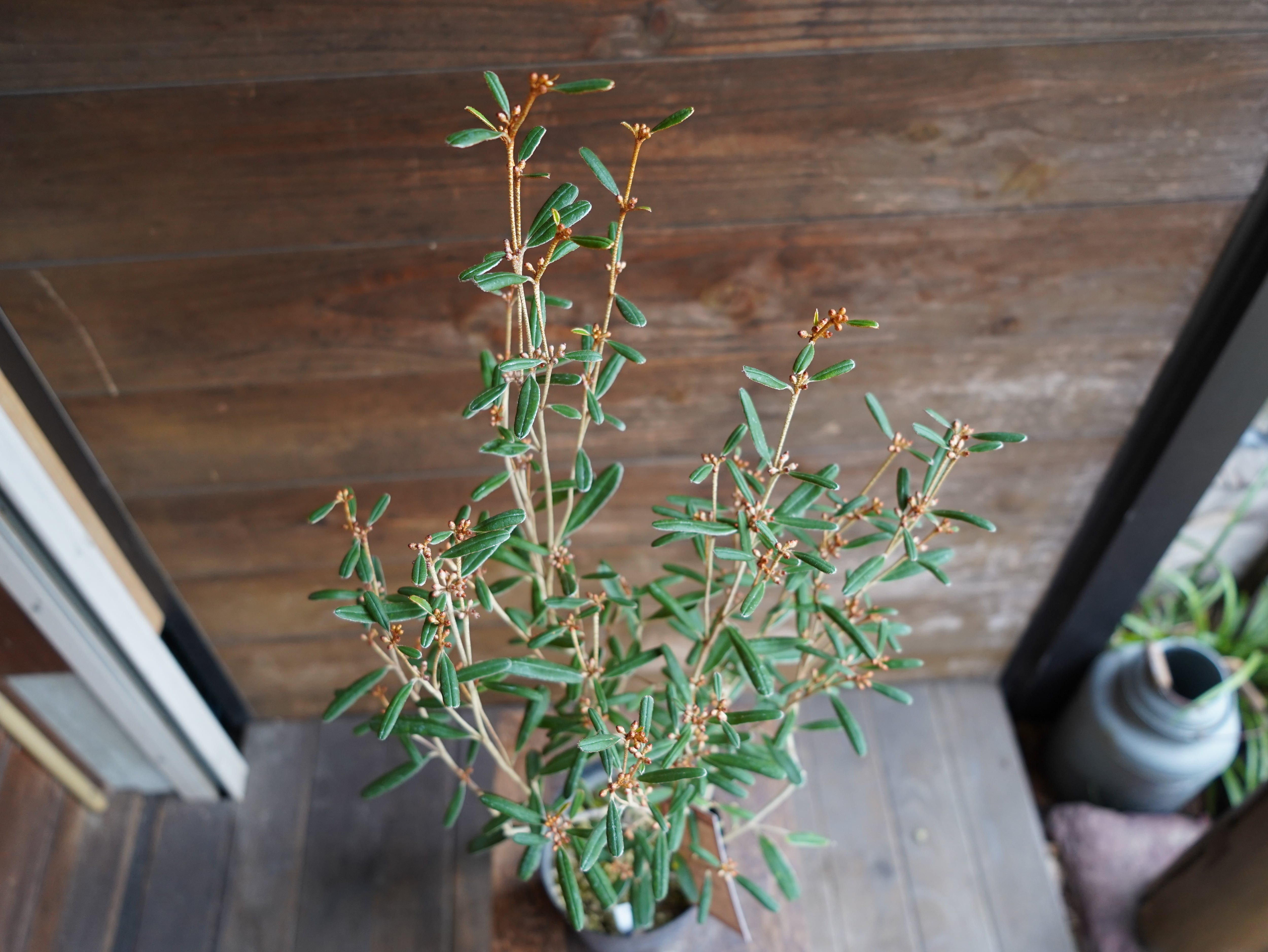 【現物】フェバリウム　A