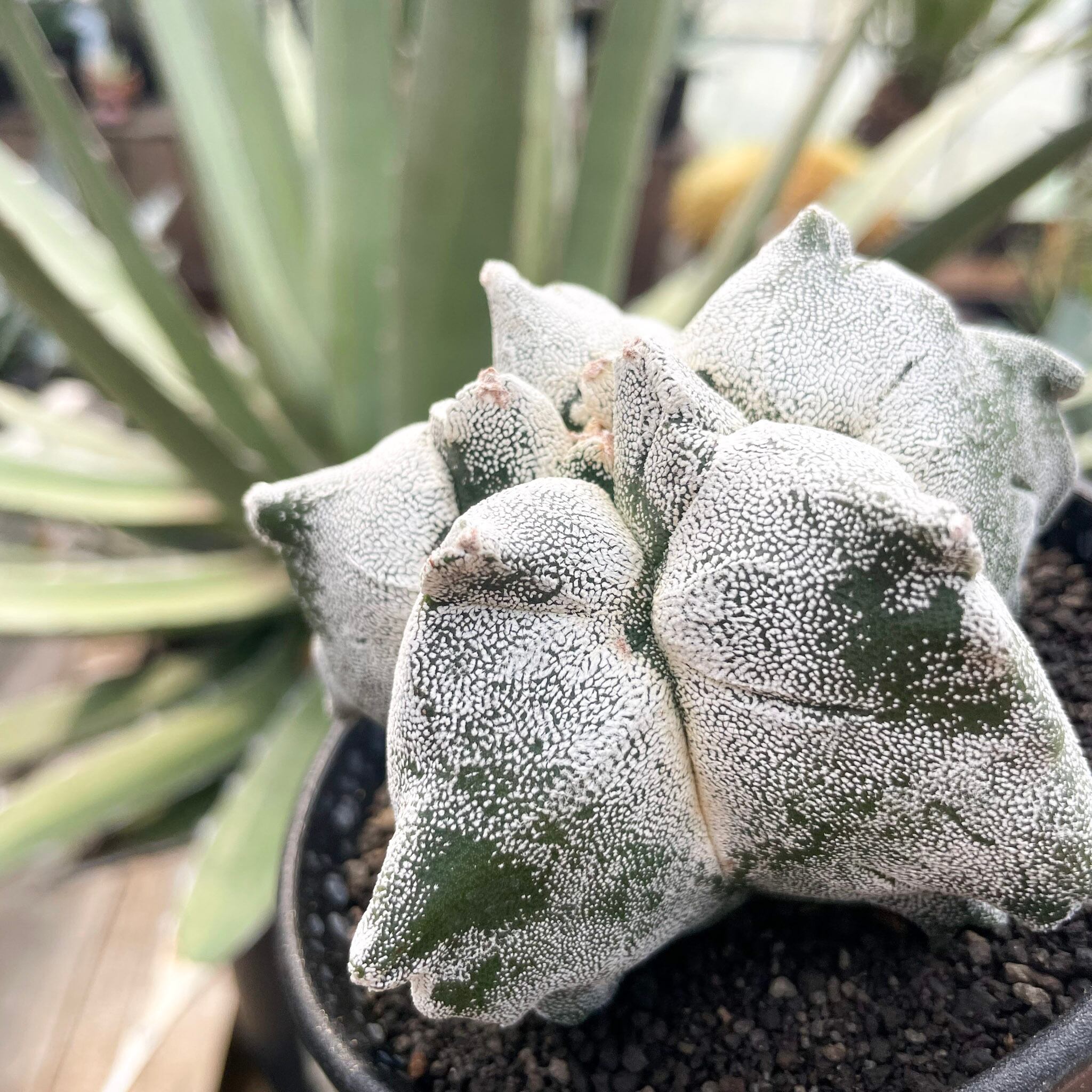 亀甲ランポー玉　実生　アストロフィツム Astrophytum myriostigma【アストロフィツム・亀甲ランポー】 | RIMO'S