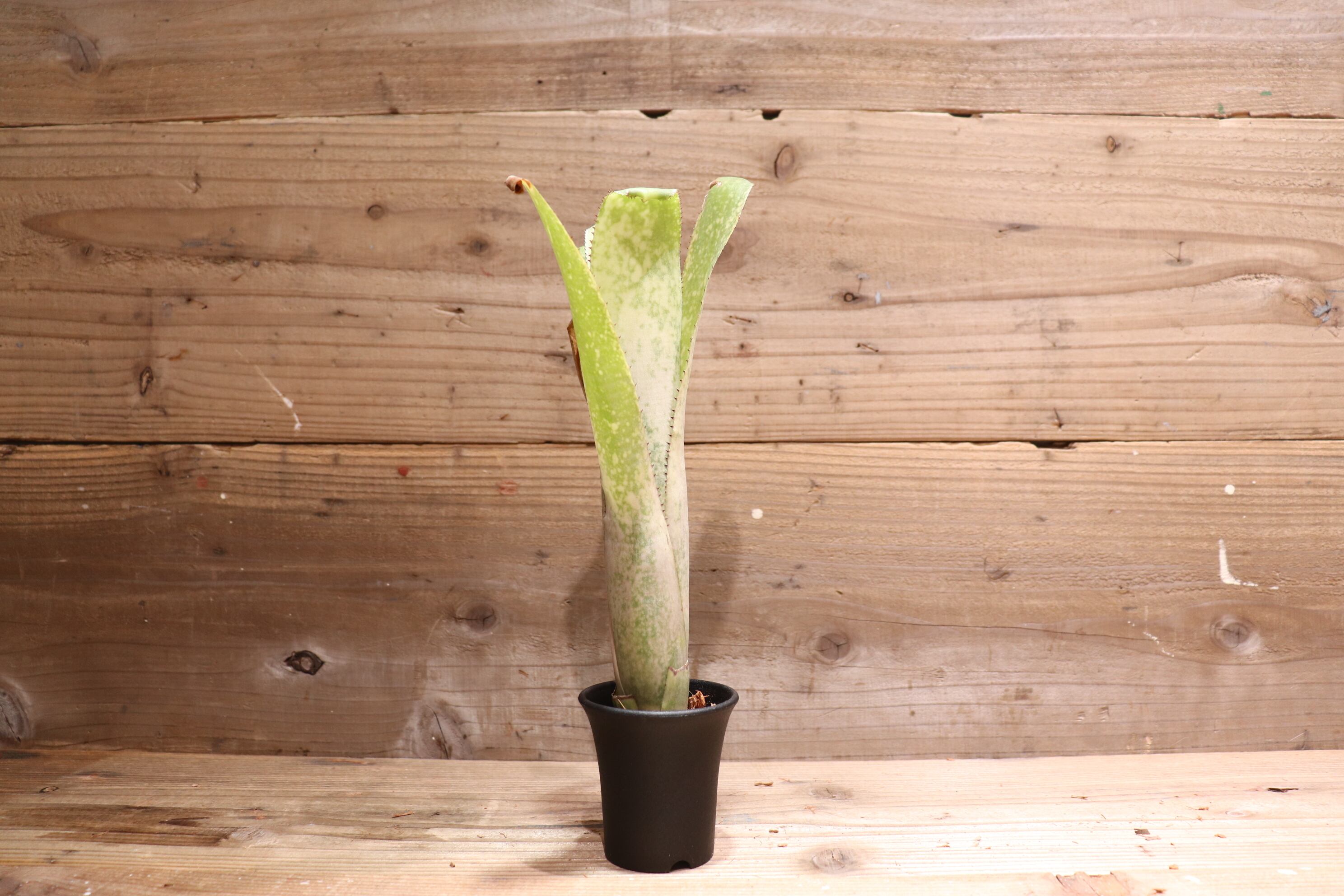 送料無料】 Billbergia 'Ring of saturn' x ('Domingos Martins' x