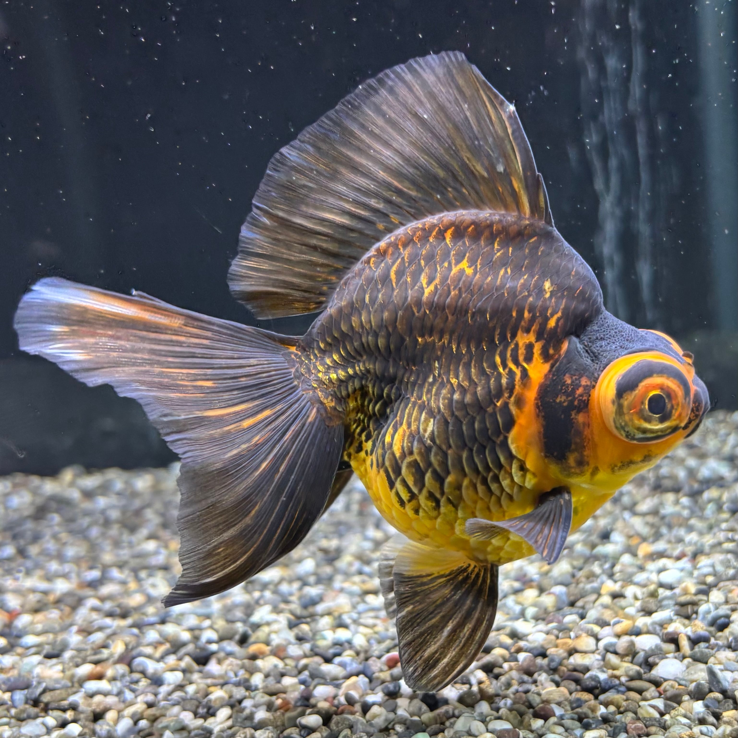 出目金ブロードテール 虎 13cm