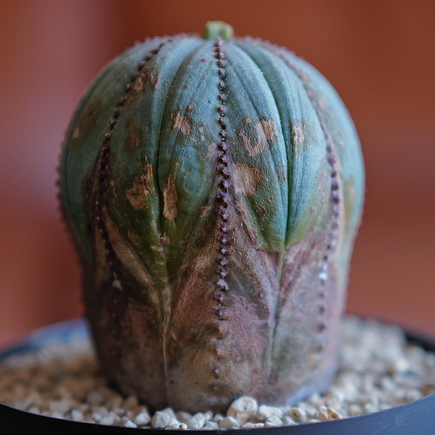 雄株 (オス株) オベサ | LIGHTHOUSE.PLANTS - 海外実生株のオベサなど