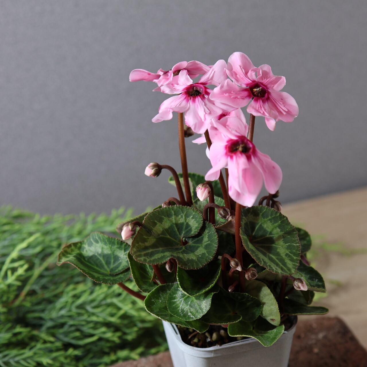 436上向きの花が株を覆いつくすほど次々と咲く『シクラメン
