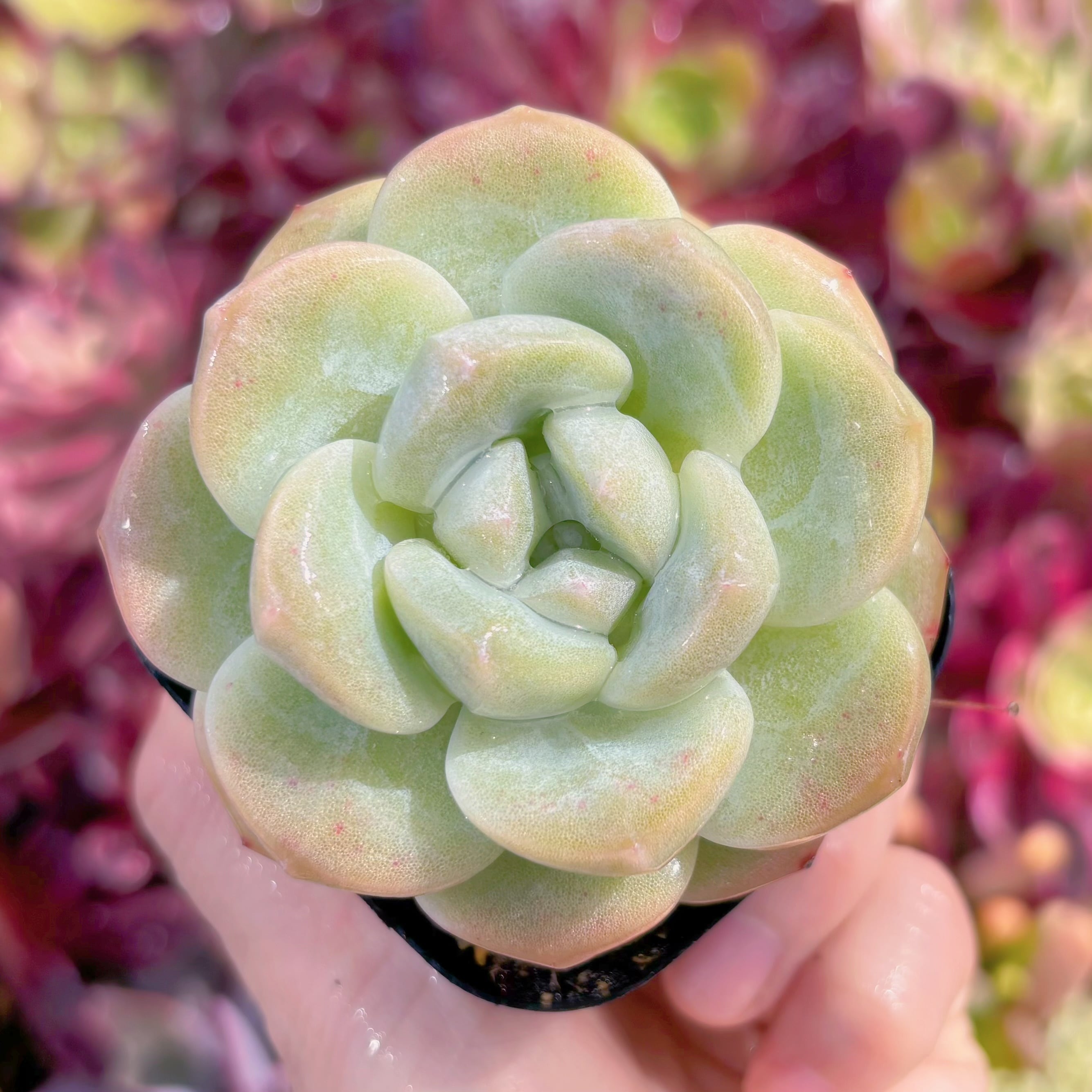 現品　アイスグリーン#F011　るる農園