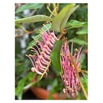 Grevillea "Poorinda Royal Mantle "