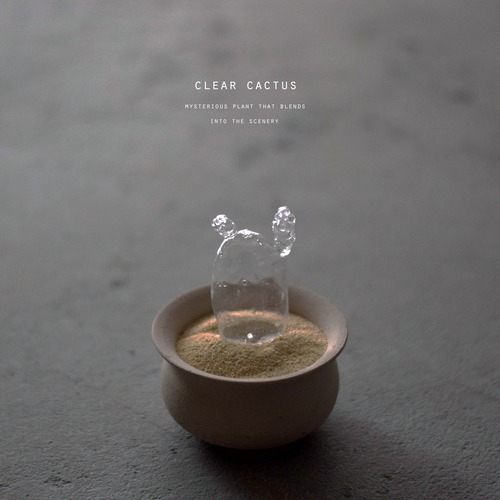 透明サボテン 005