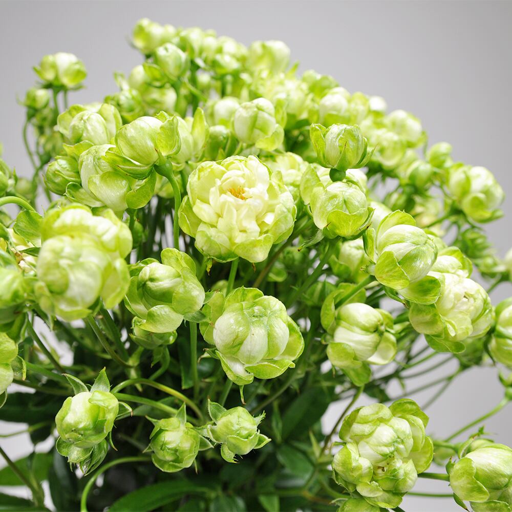 Rose エクレール10本 Jaしみず バラ部会 よいはな Yoihana 最高品質のお花をお届けするネット通販