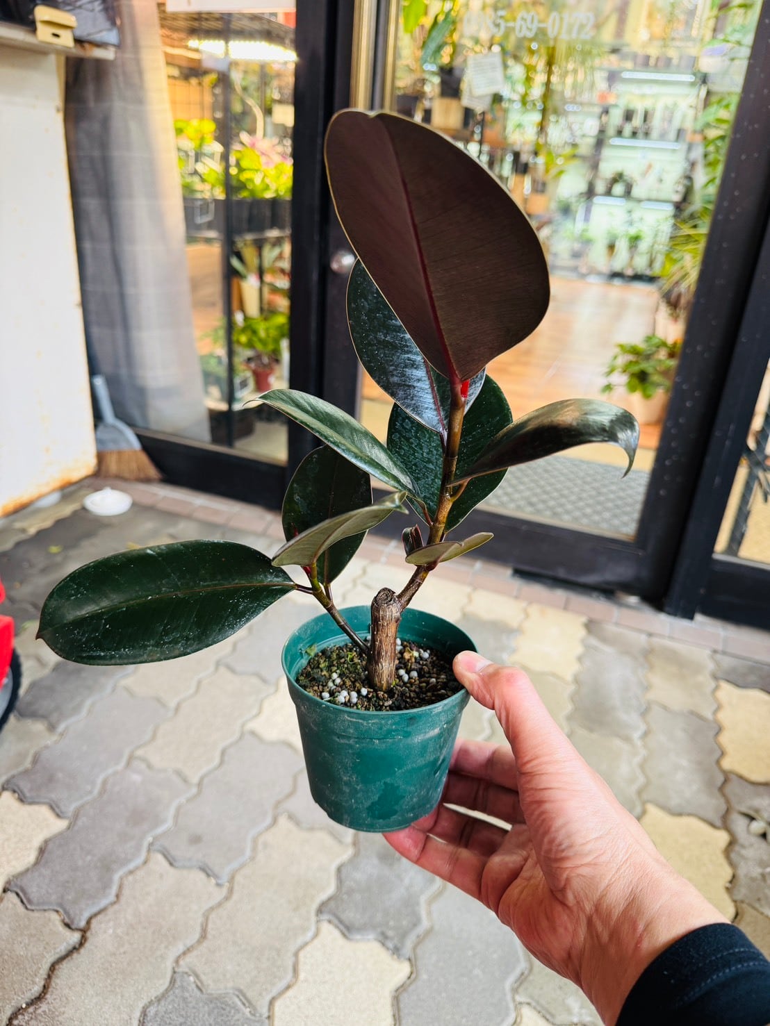 フィカス・バーガンディ 3号 | 観葉植物と雑貨のお店 VIVAGREEN