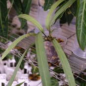 アンスリウム ビッタリフォリウム / Anthurium Vittarifolium② / 観葉植物<育て方・花言葉>