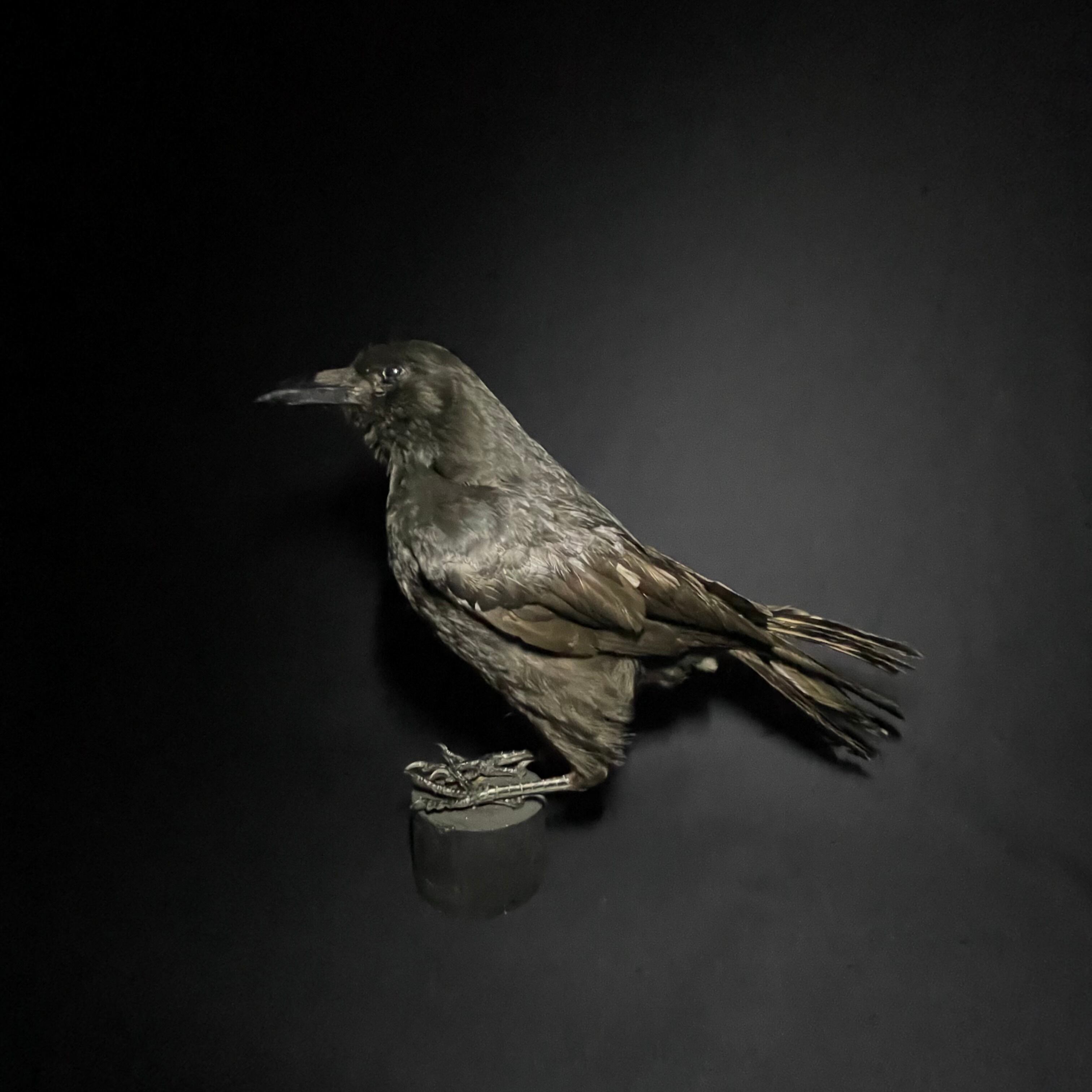 Carrion Crow/ハシボソカラス/カラス | quelque jour（フランス