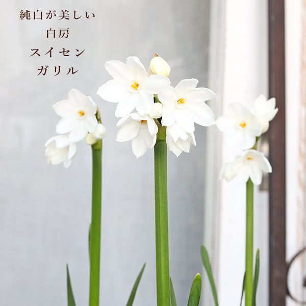 常緑苗木 オリーブ シプレッシーノ 3号 ソウジュ 創樹 SOUJU 庭木
